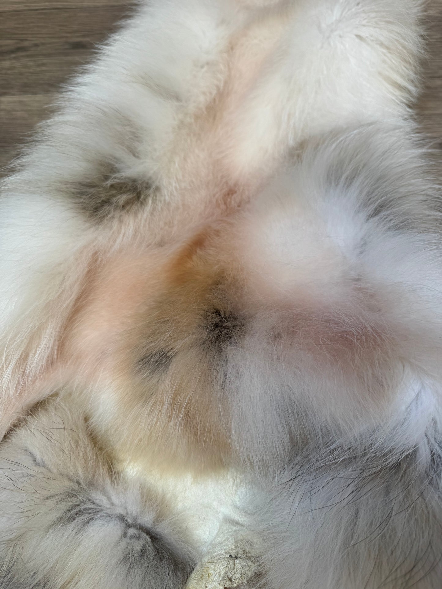 Marble tanuki pelt (13)