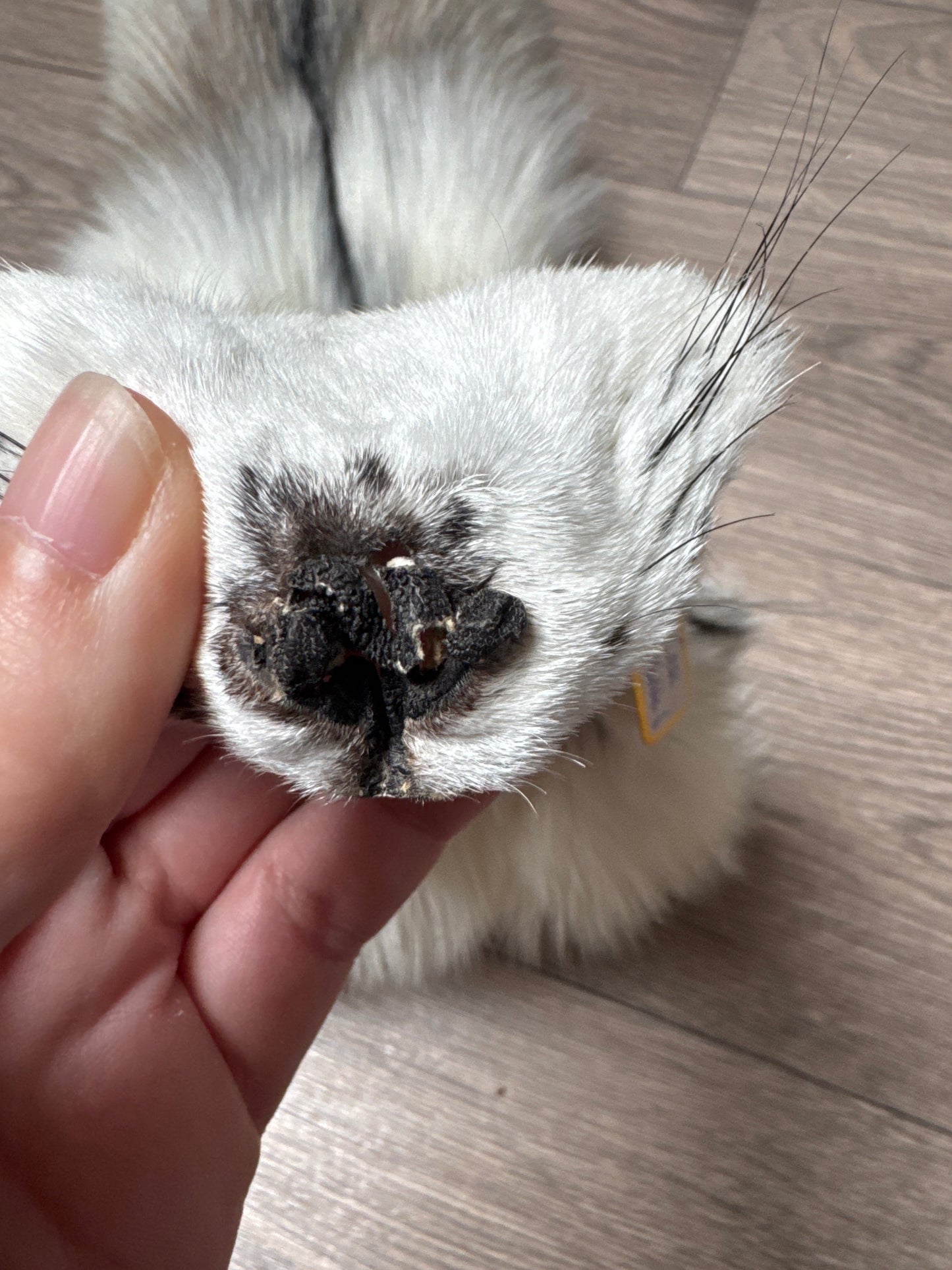 Cross Marble fox pelt (6)