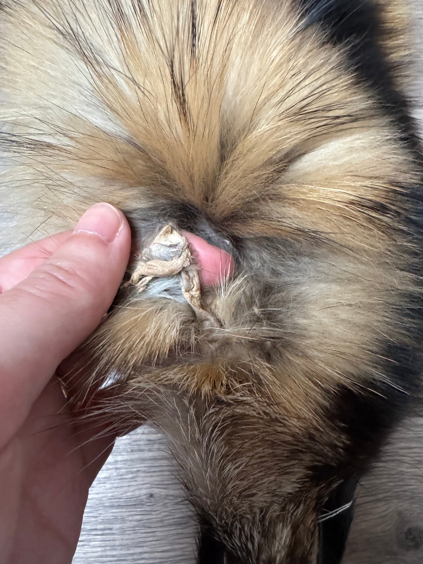 Tanuki pelt (4)