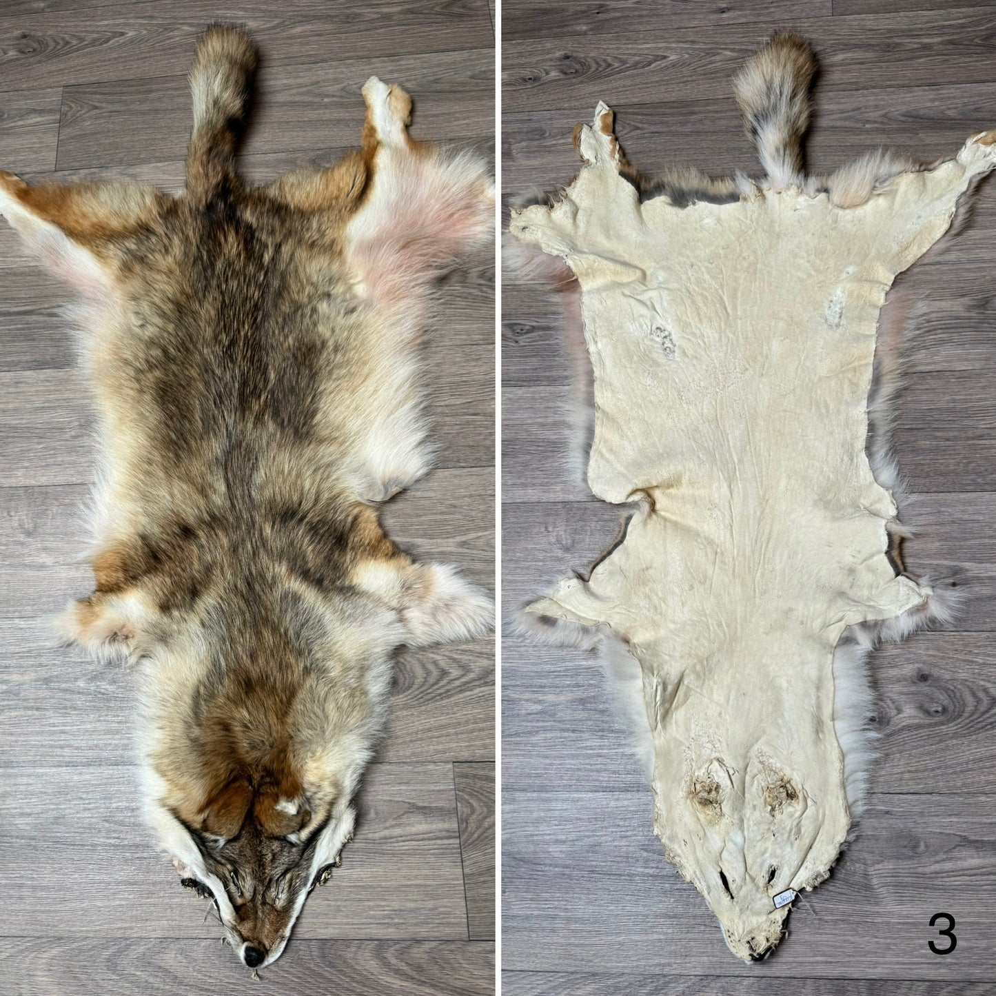 Coyote pelt (3)