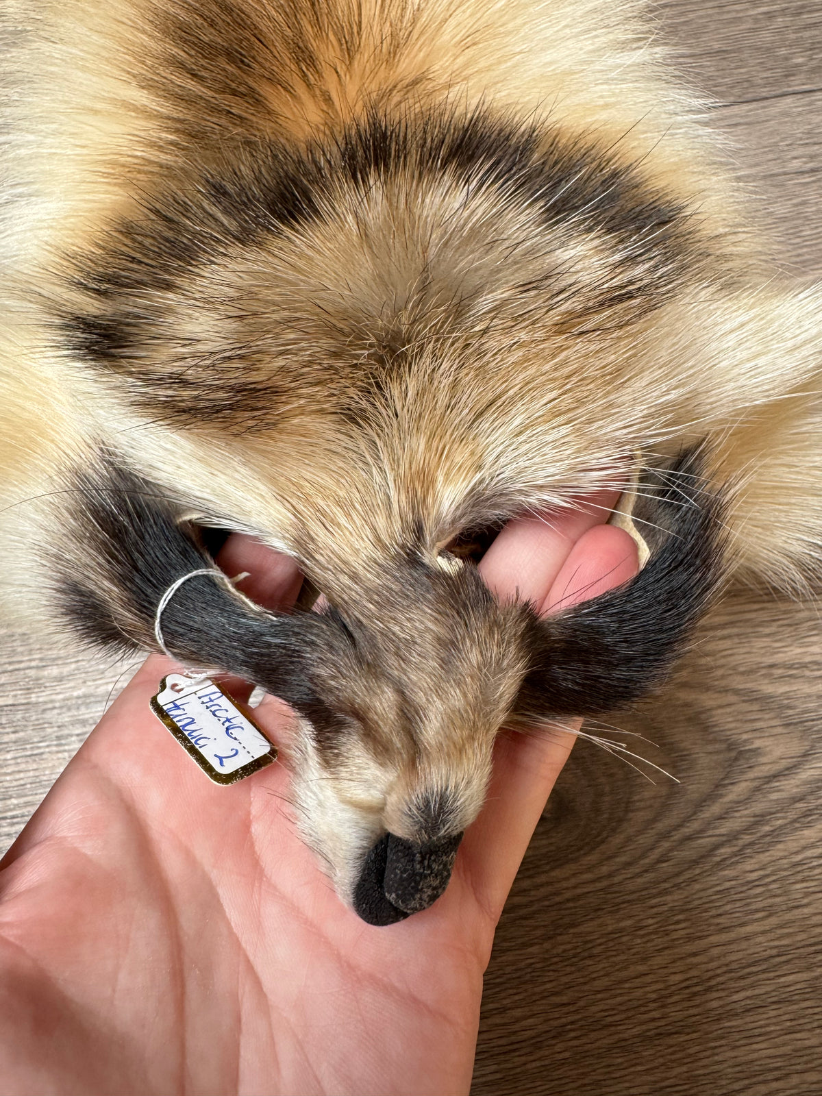 Arctic tanuki pelt (2)