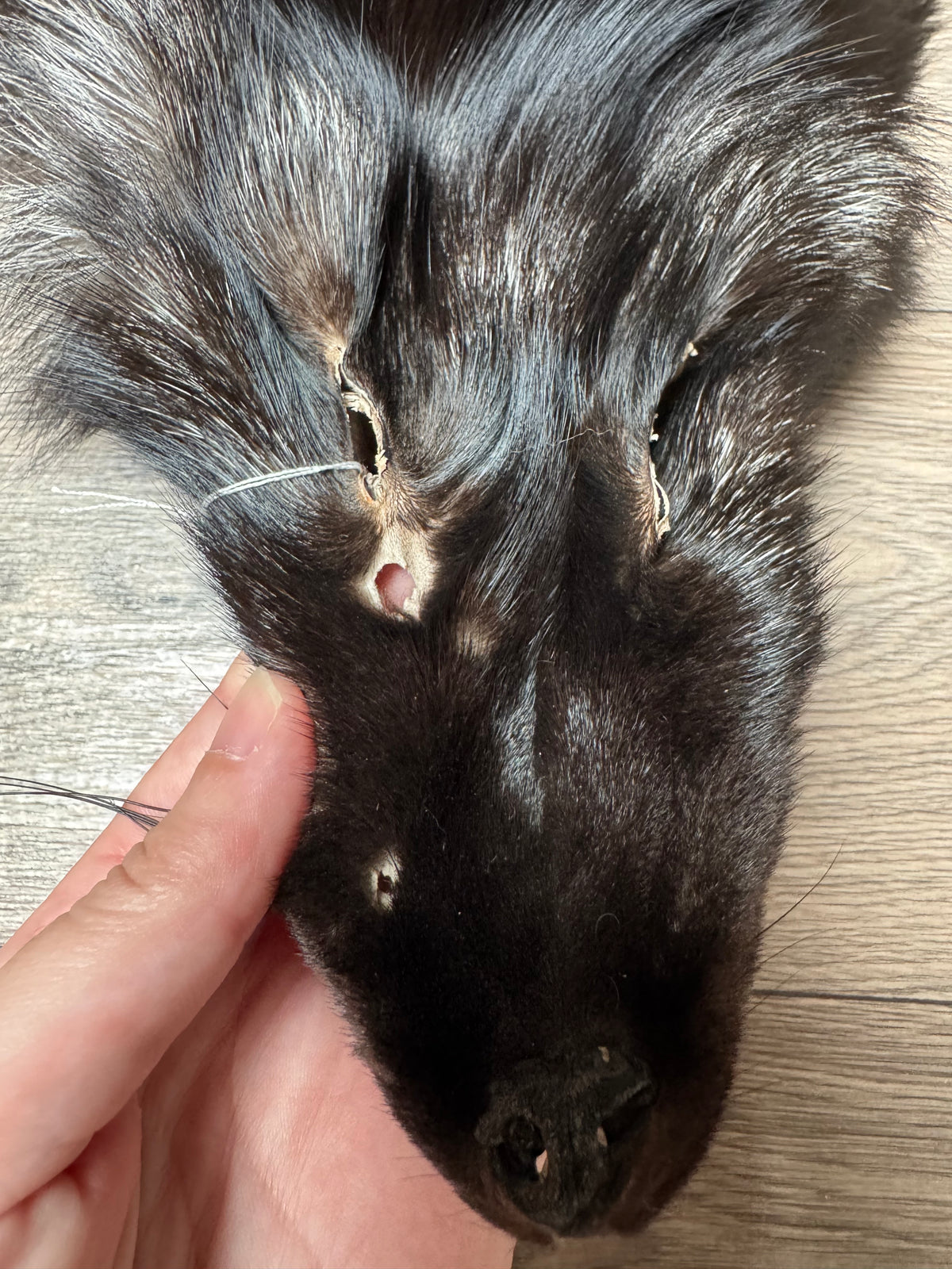 Silver fox pelt (19)