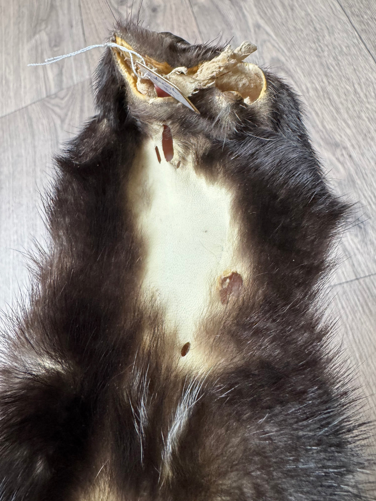 Skunk pelt (14)
