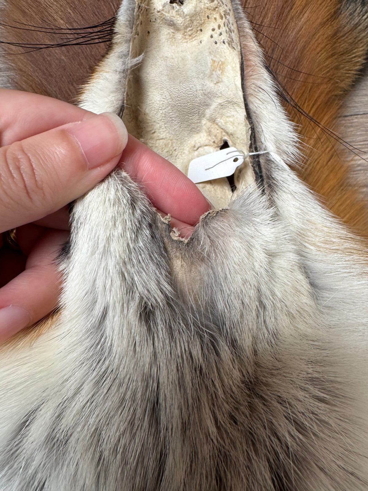 Gold fox pelt (36)
