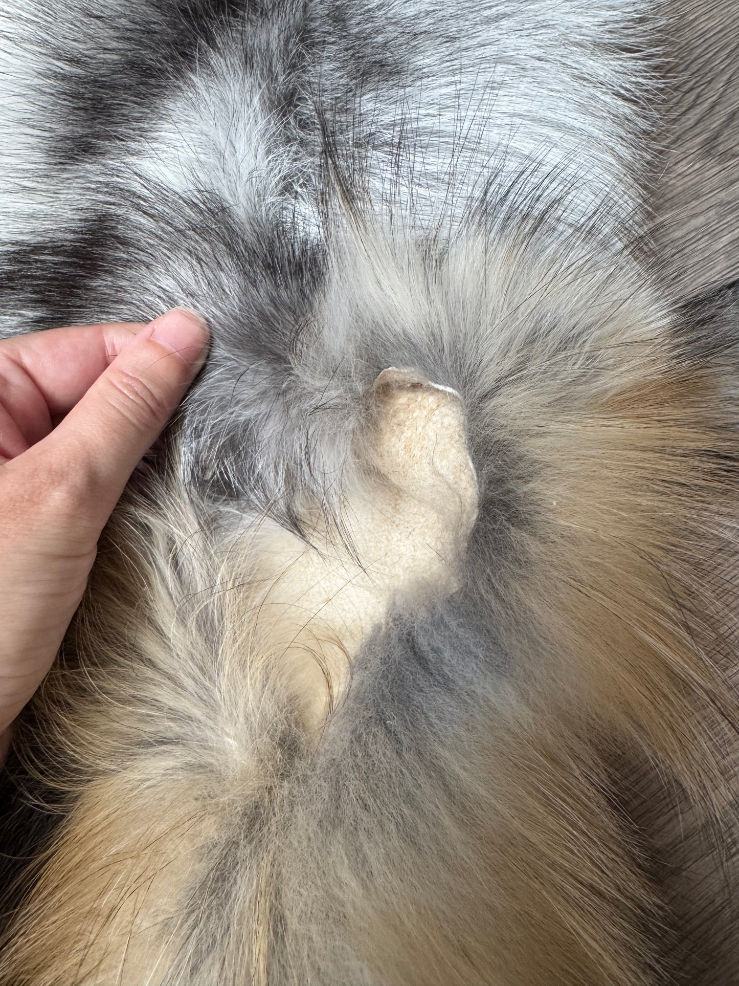 Smokey fox pelt (11)
