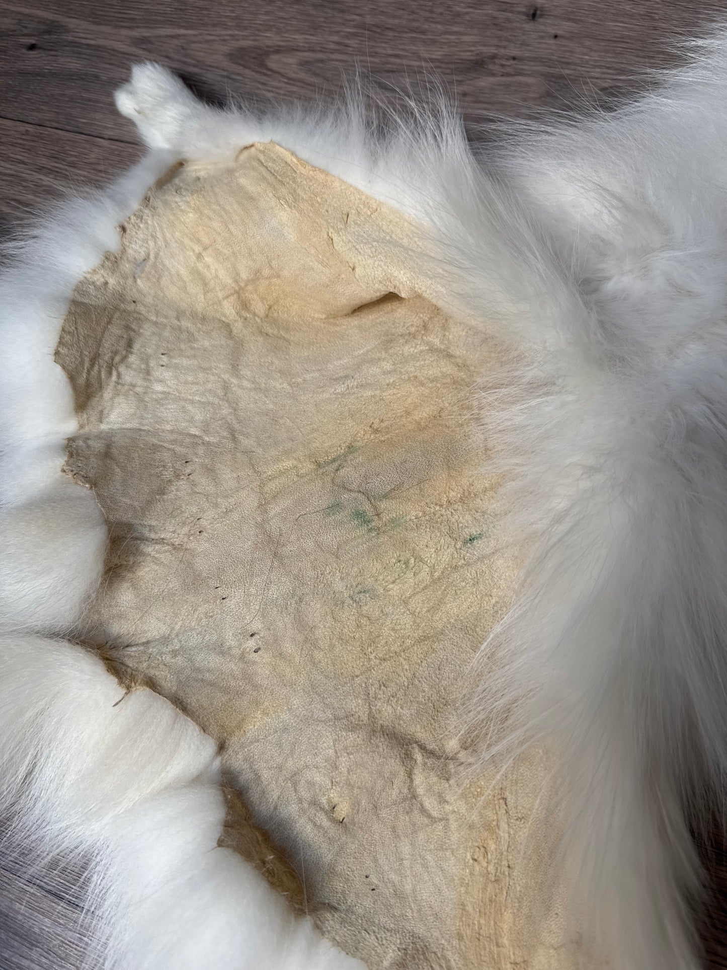 Sun Glow fox pelt (4)