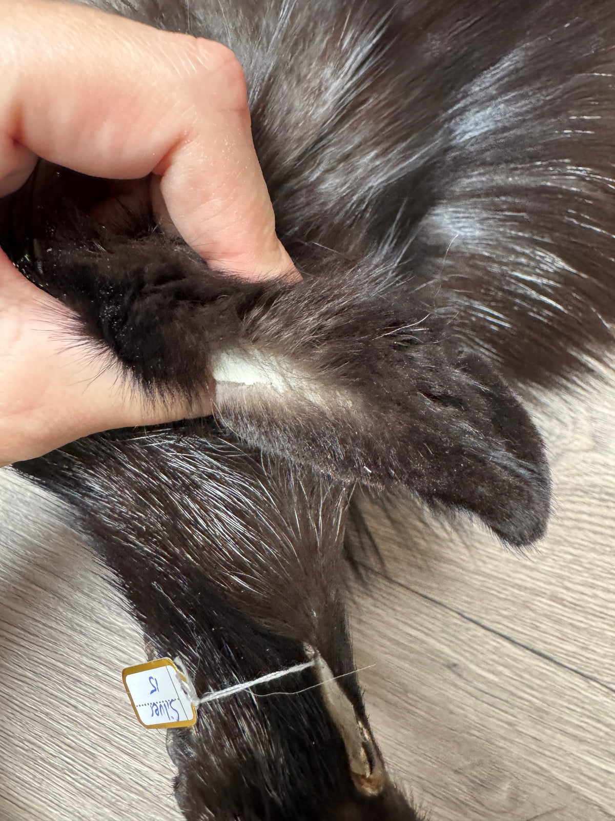 Silver fox pelt (15)