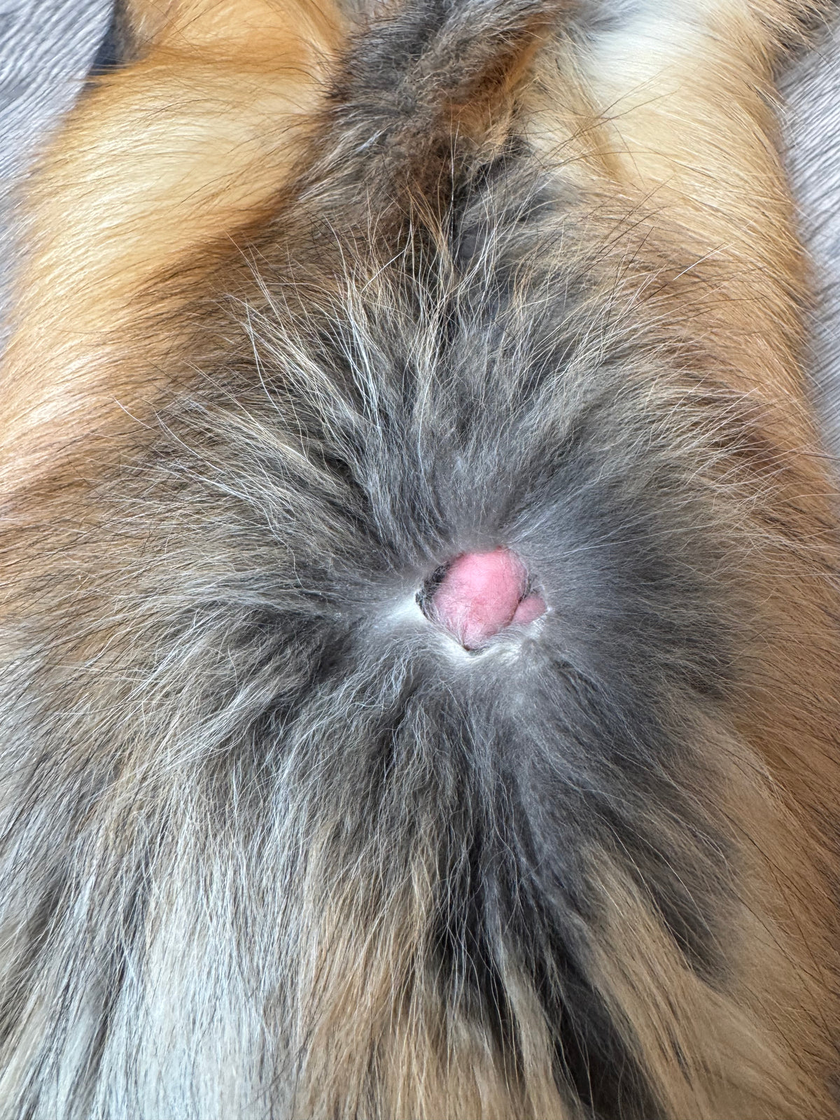 Gold fox pelt (37)