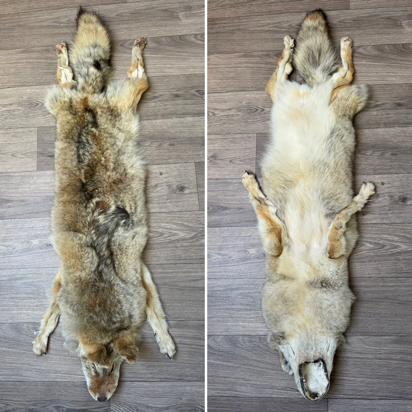 Female coyote mountable pelt (9)