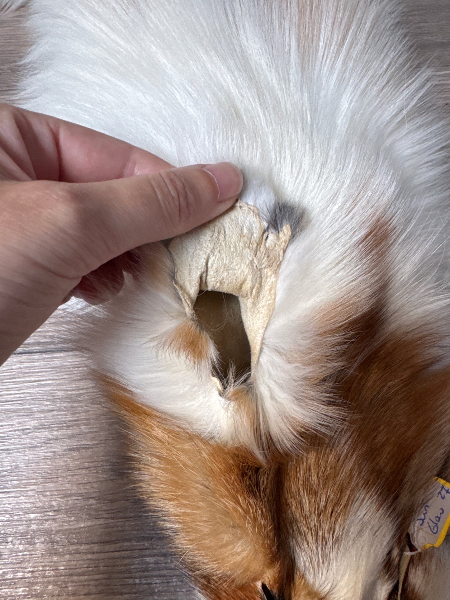 Sun Glow fox pelt (27)