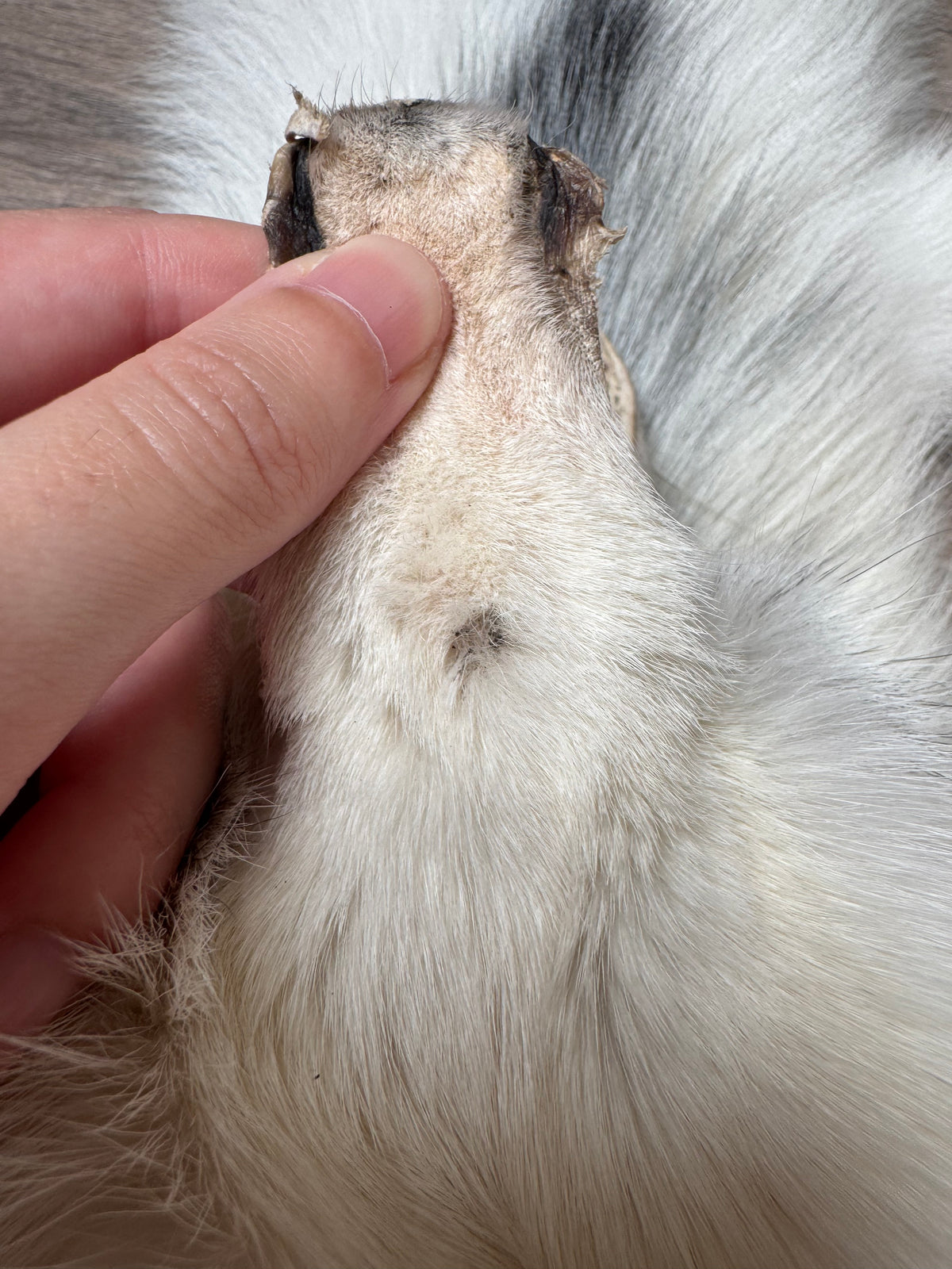 Arctic Marble fox pelt (32)
