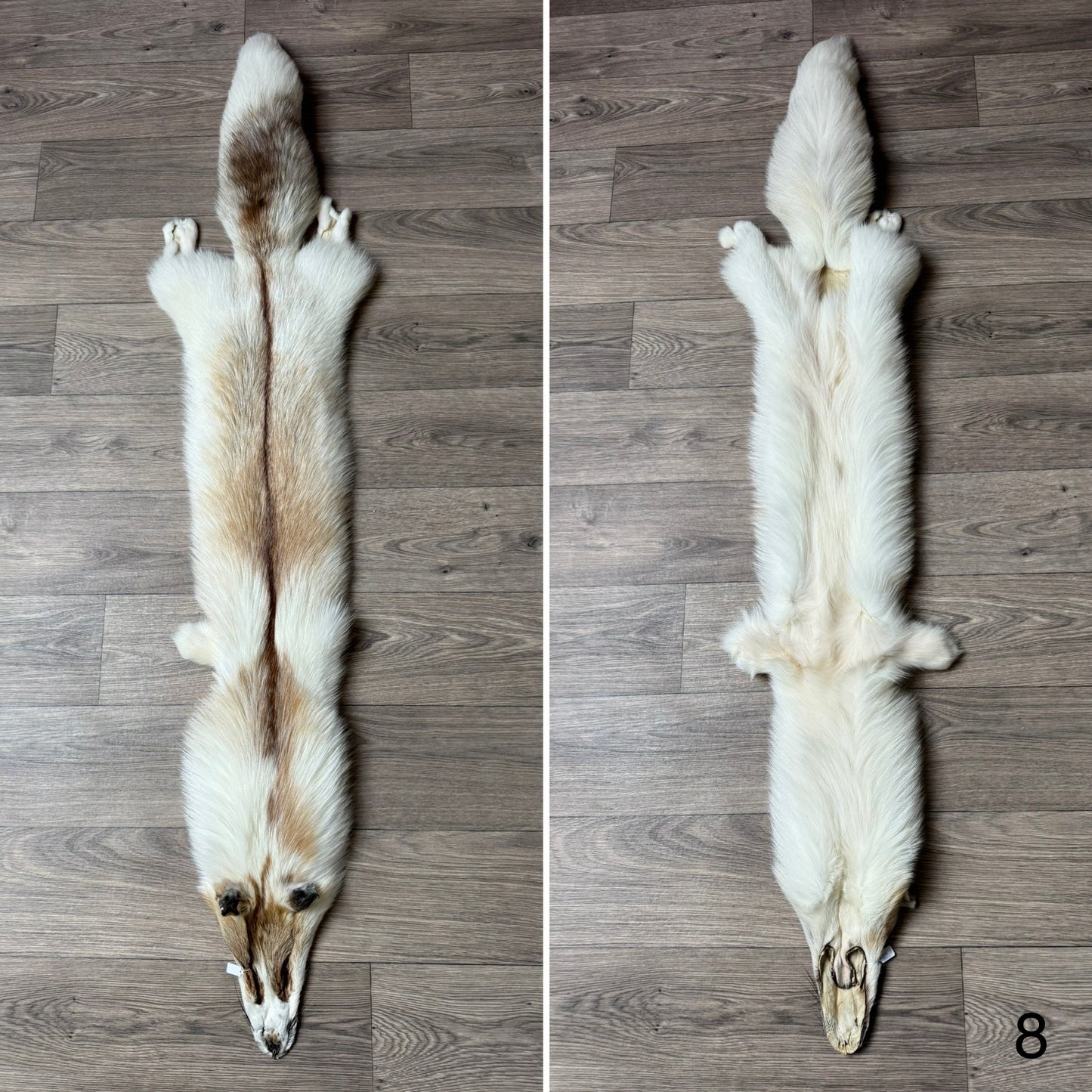 Sun Glow fox pelt (8)