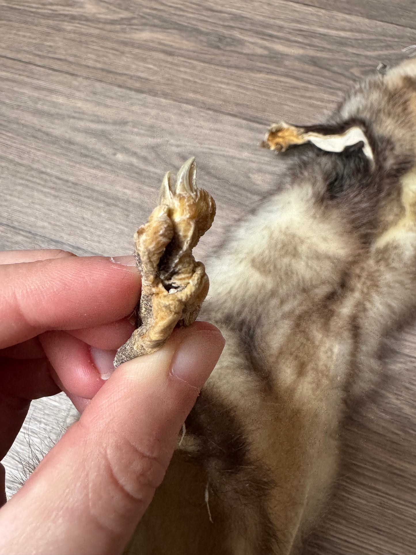 Male opossum mountable pelt (12)