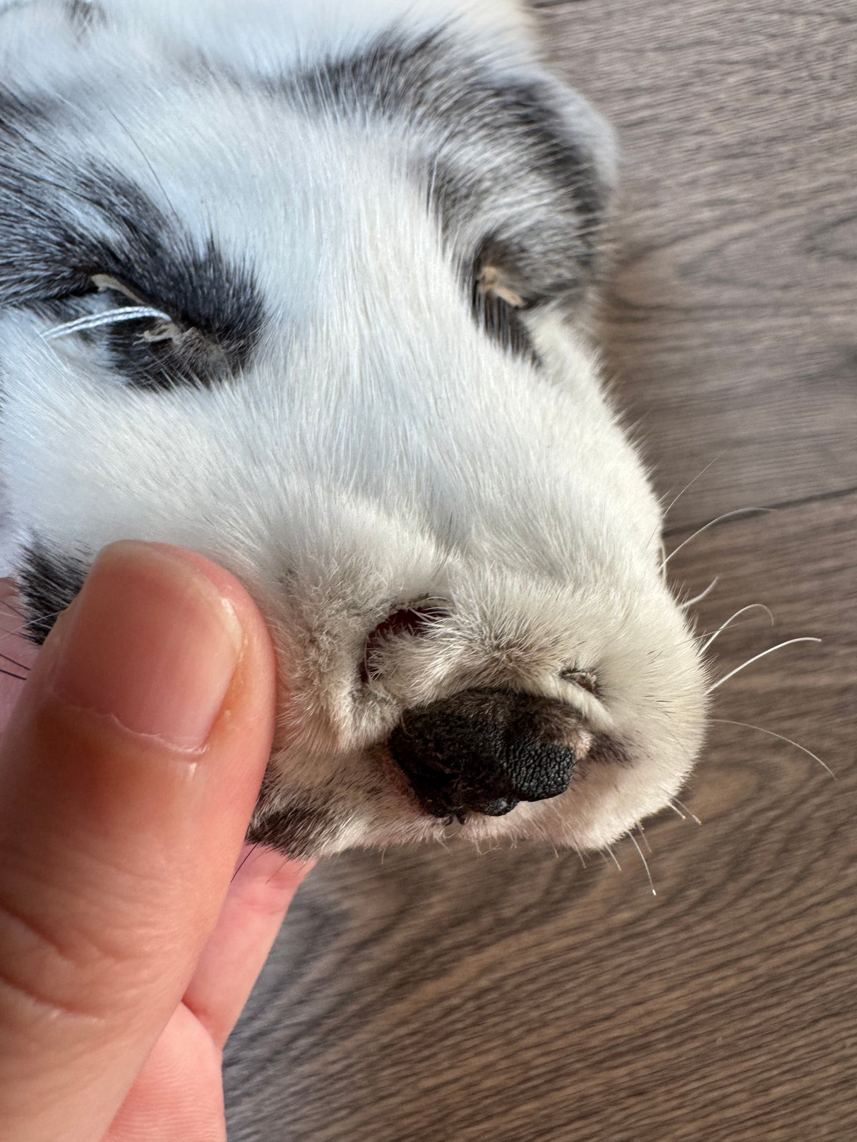 Marble Frost fox pelt (18)
