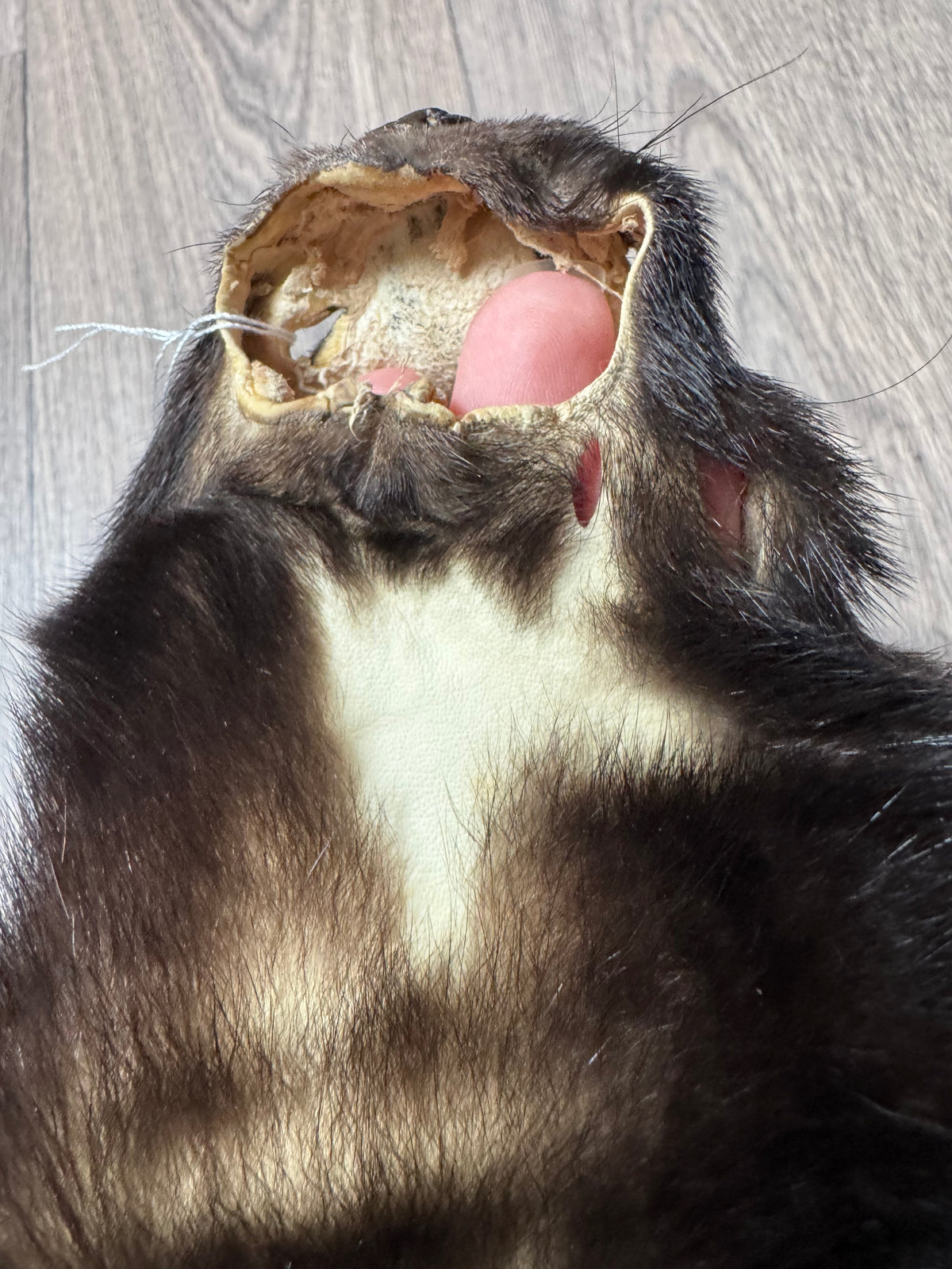 Skunk pelt (17)