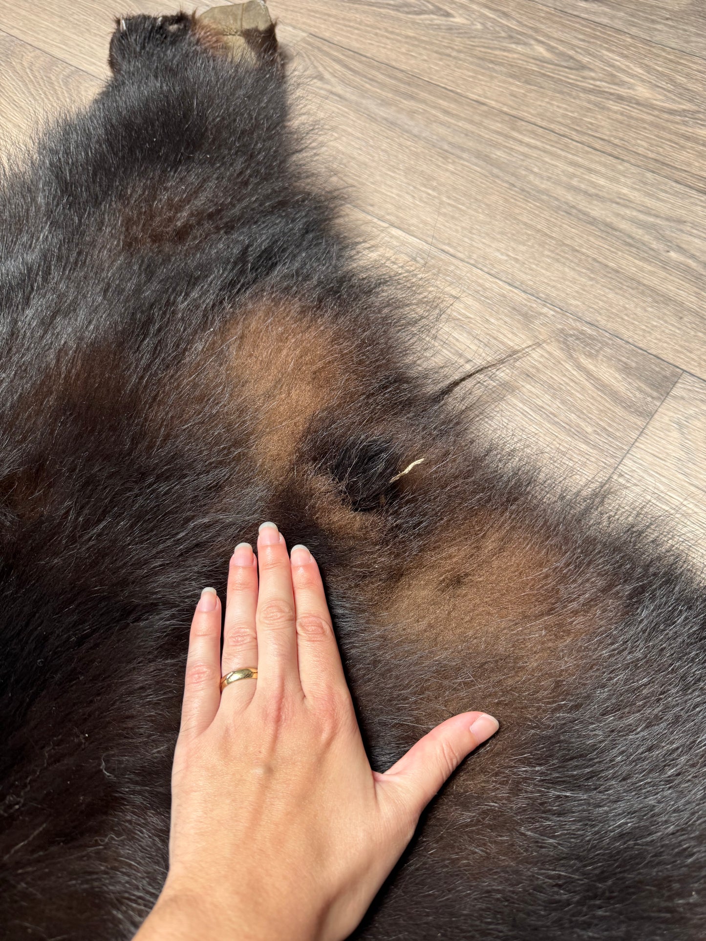 Black bear hide (1)