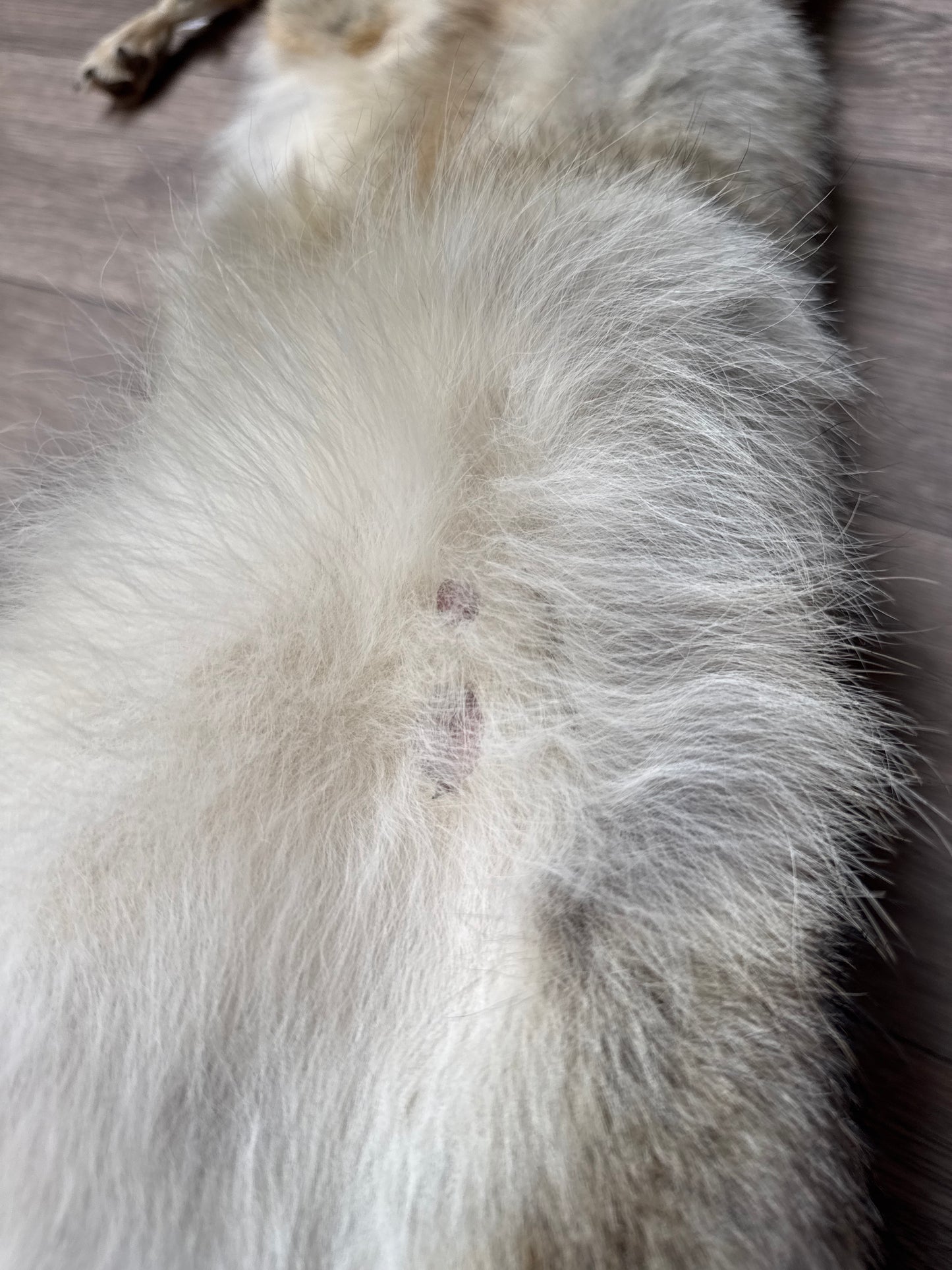 Male coyote mountable pelt (3)