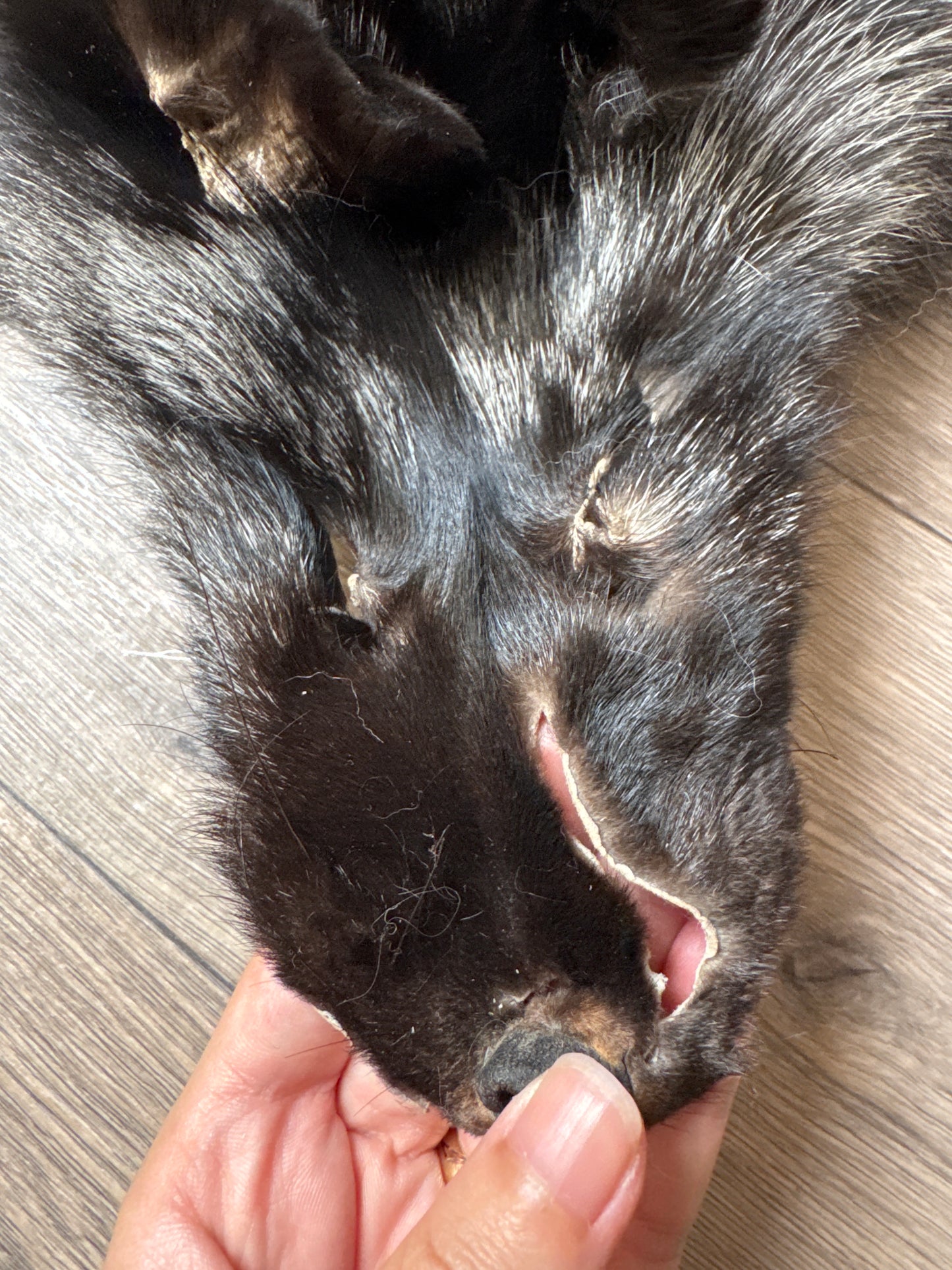 Silver fox pelt (13)