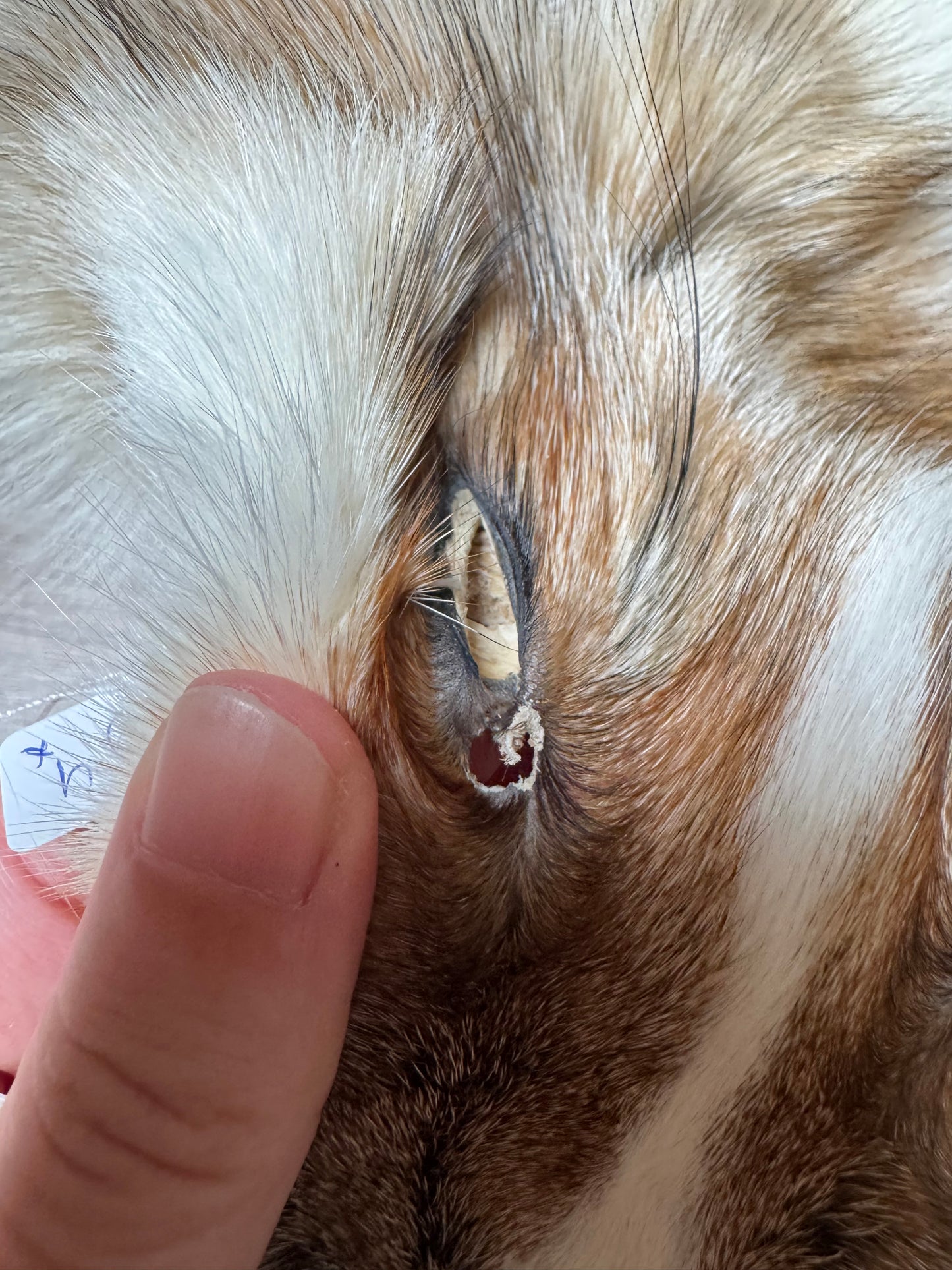 Male Smokey Ringneck fox mountable pelt (tag 4)