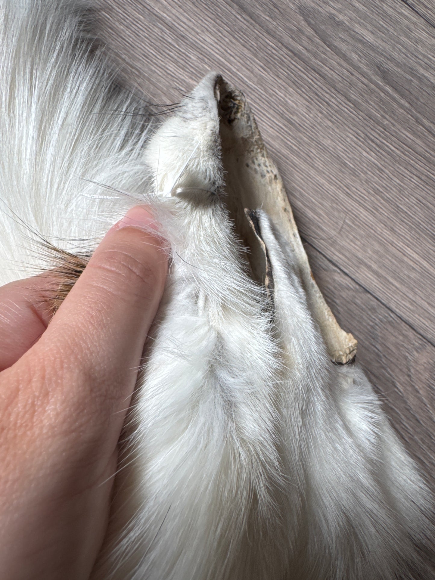 Sun Glow fox pelt (20)