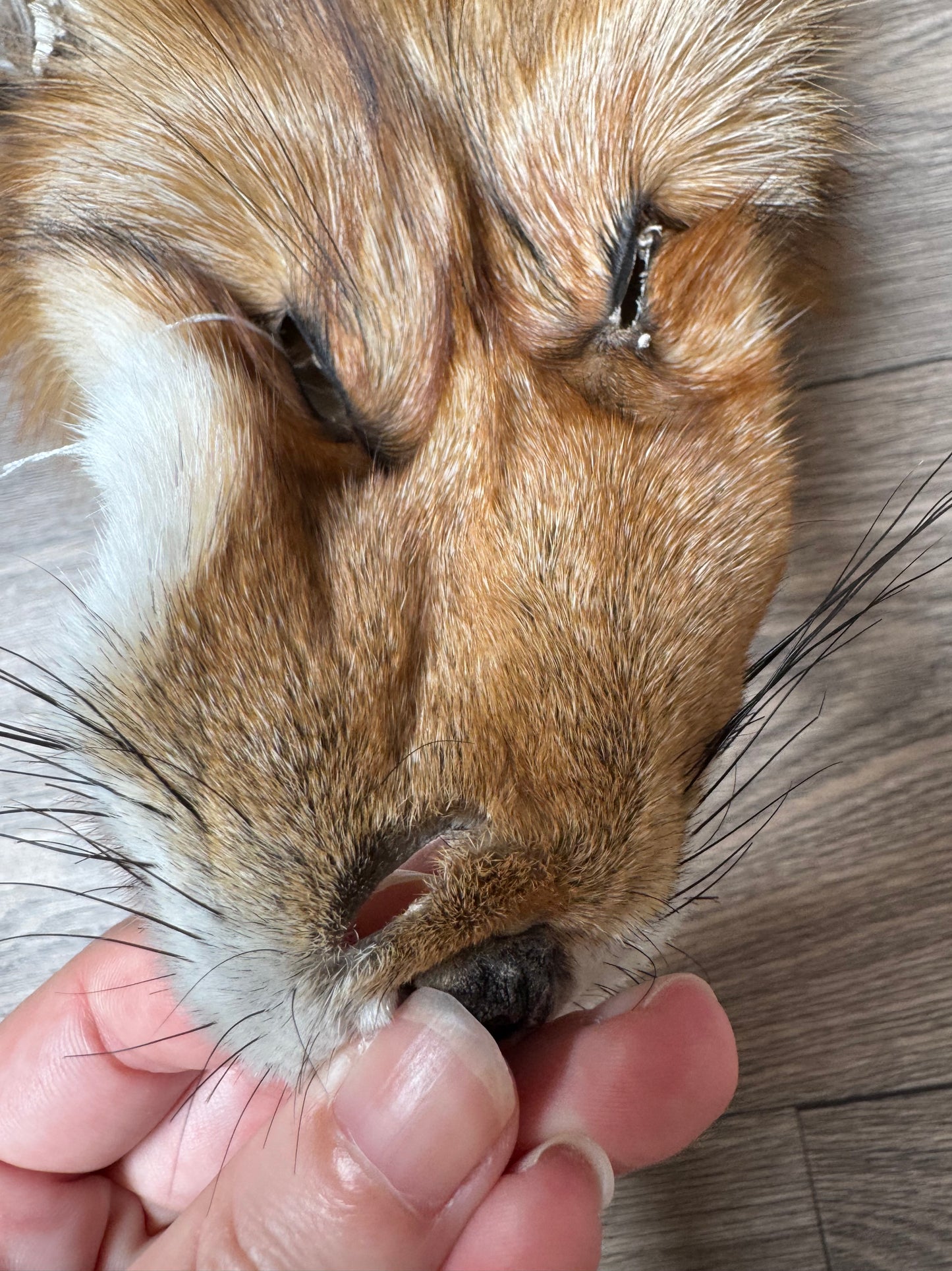 Gold fox pelt (5)