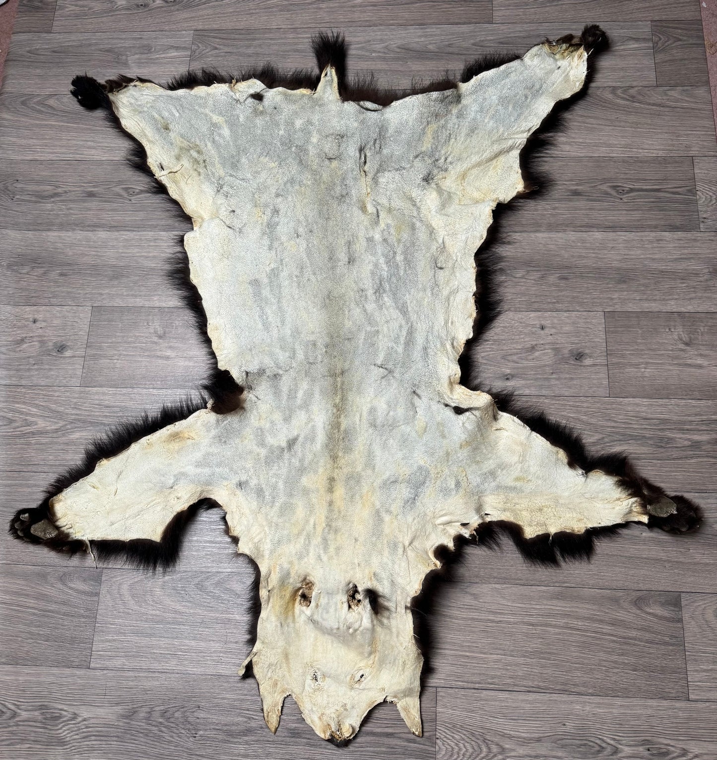 Black bear hide (2)