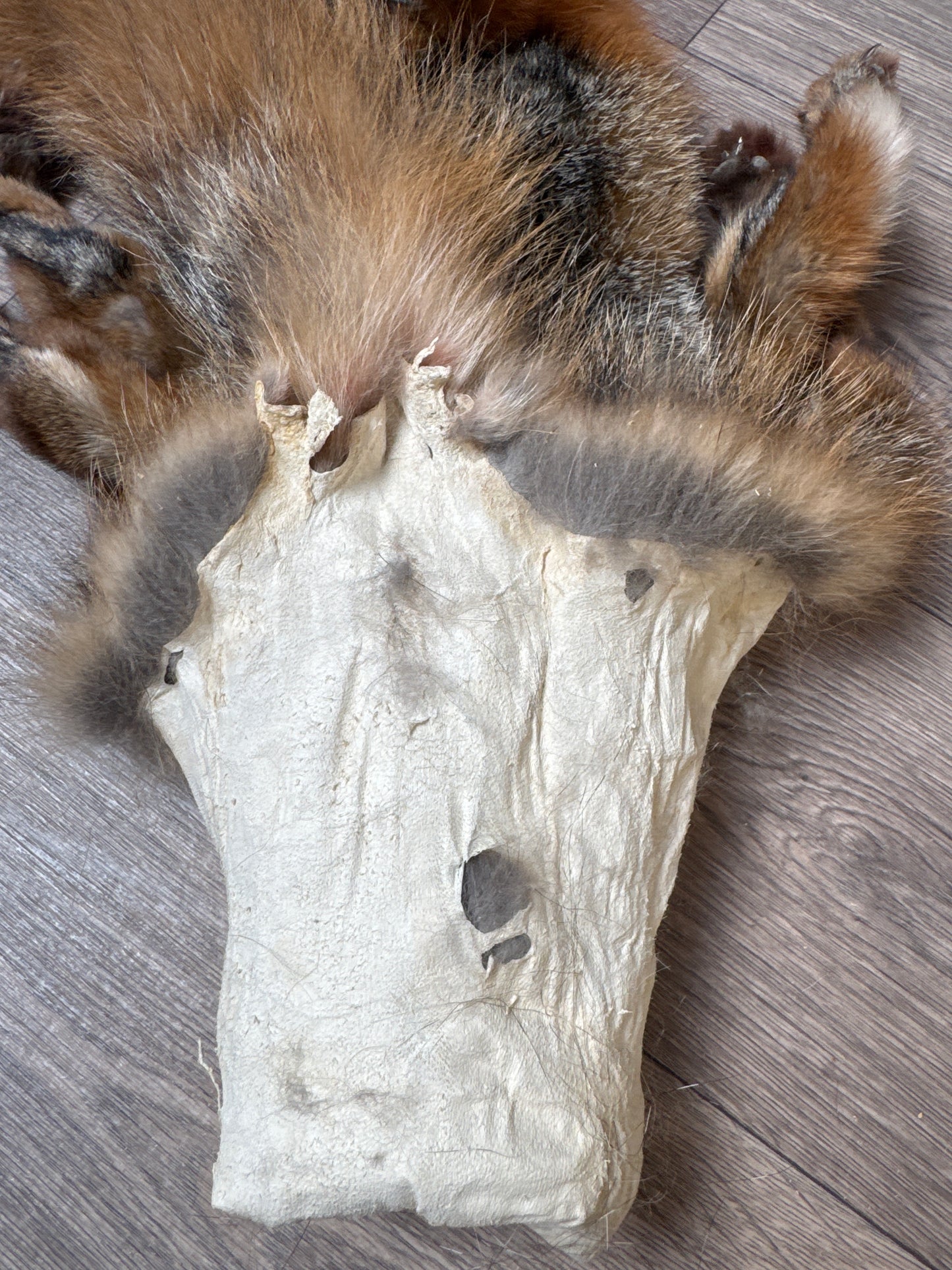 Male grey fox mountable pelt (2)