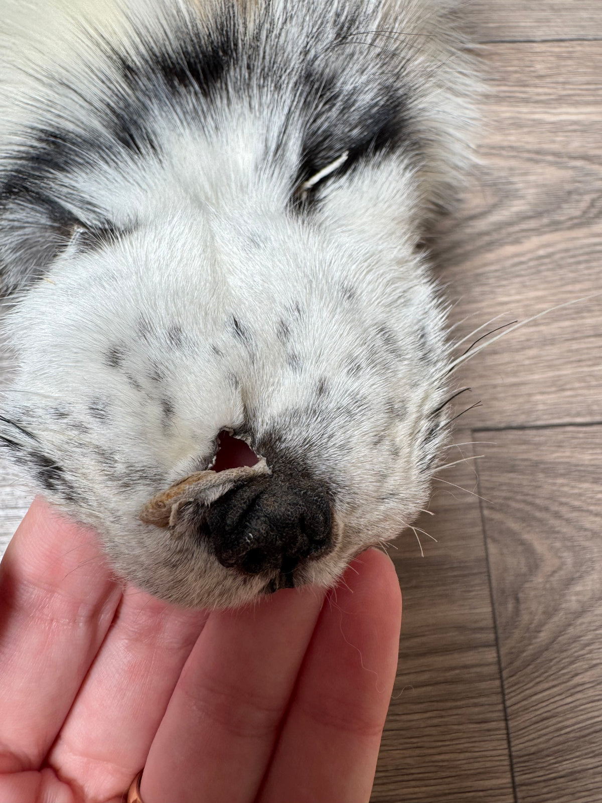 Arctic Marble fox pelt (32)