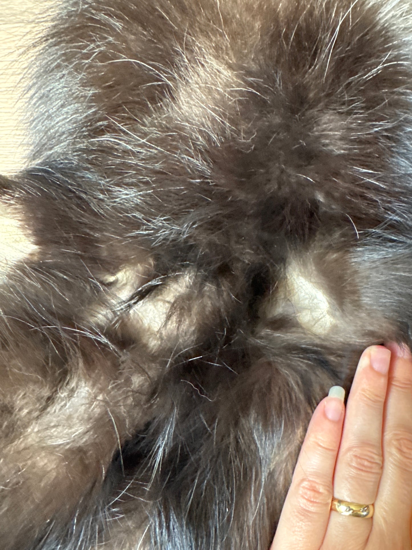 Silver fox pelt (13)