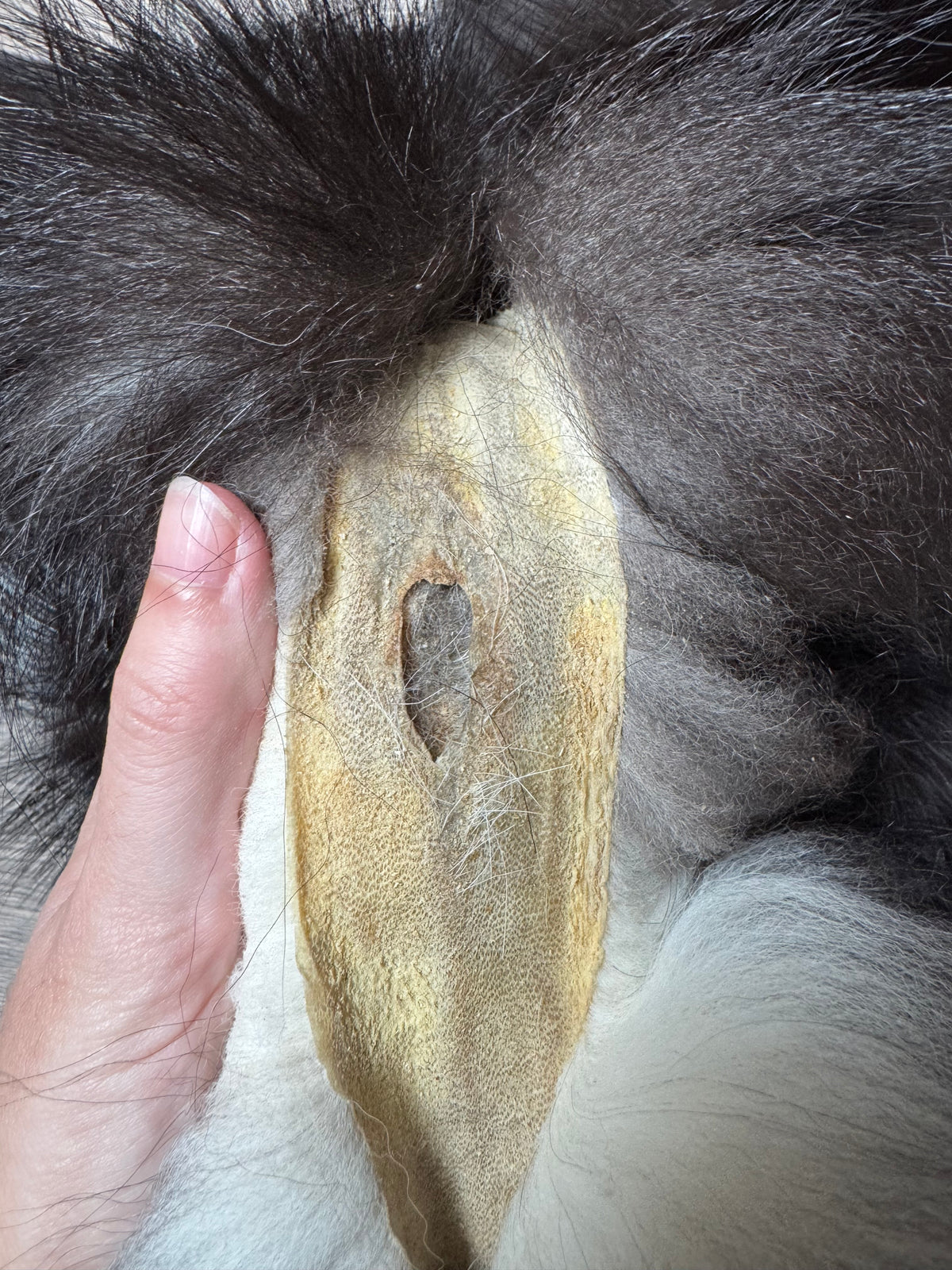 Silver fox pelt (19)