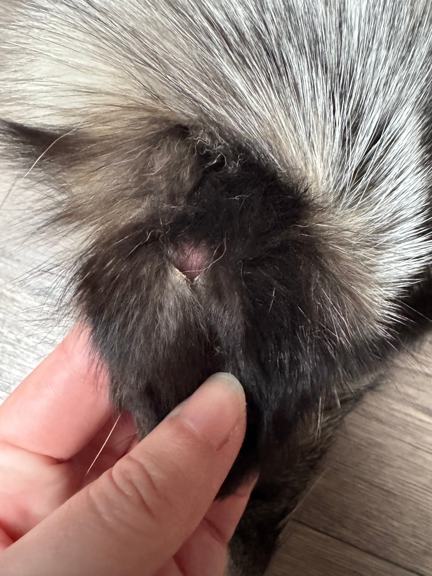 Cross Whitemark fox pelt (1)