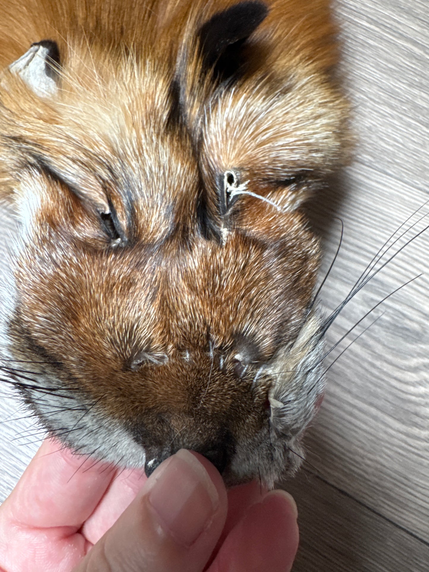 Gold fox pelt (49)