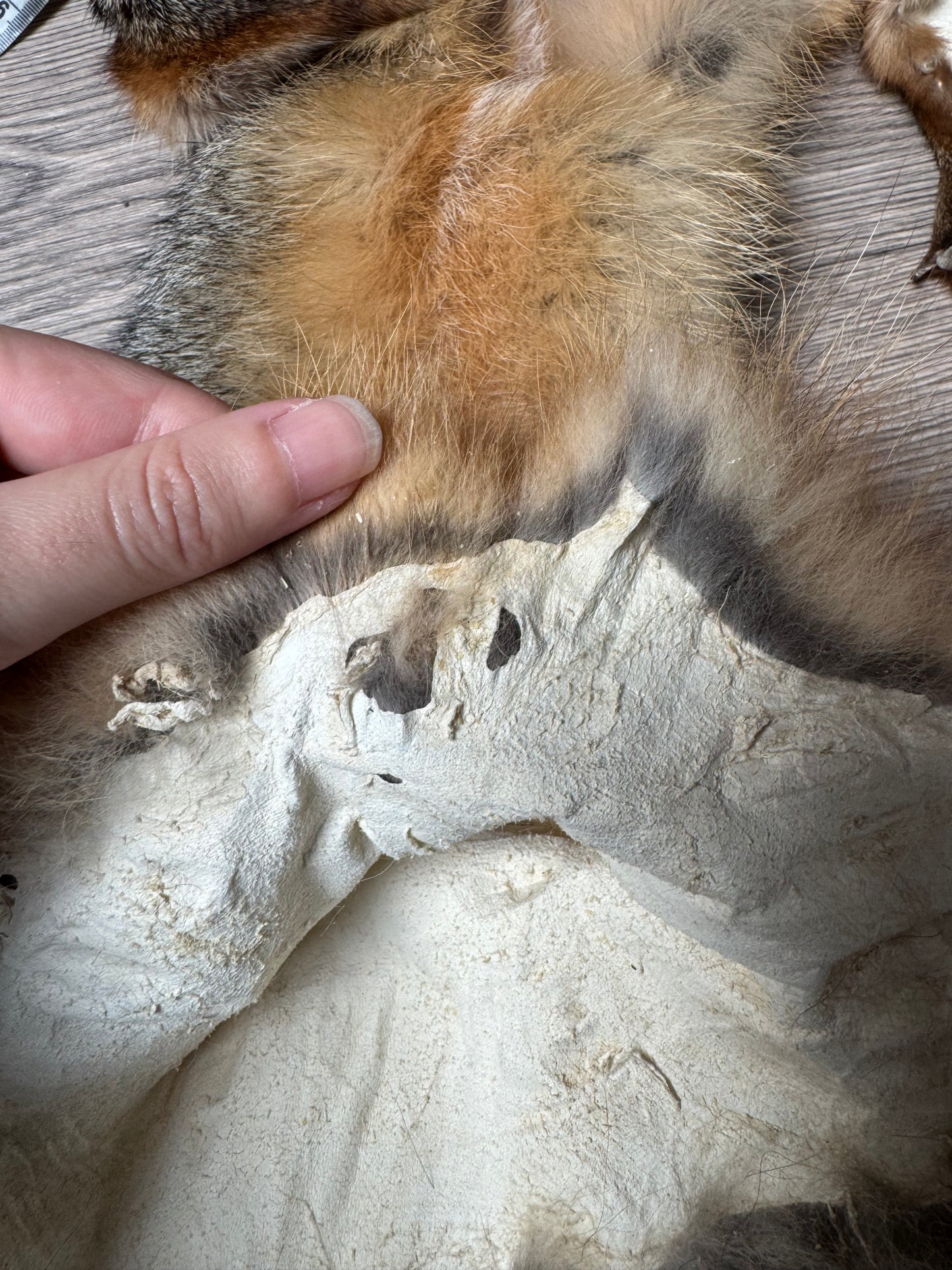 Male grey fox mountable pelt (13)