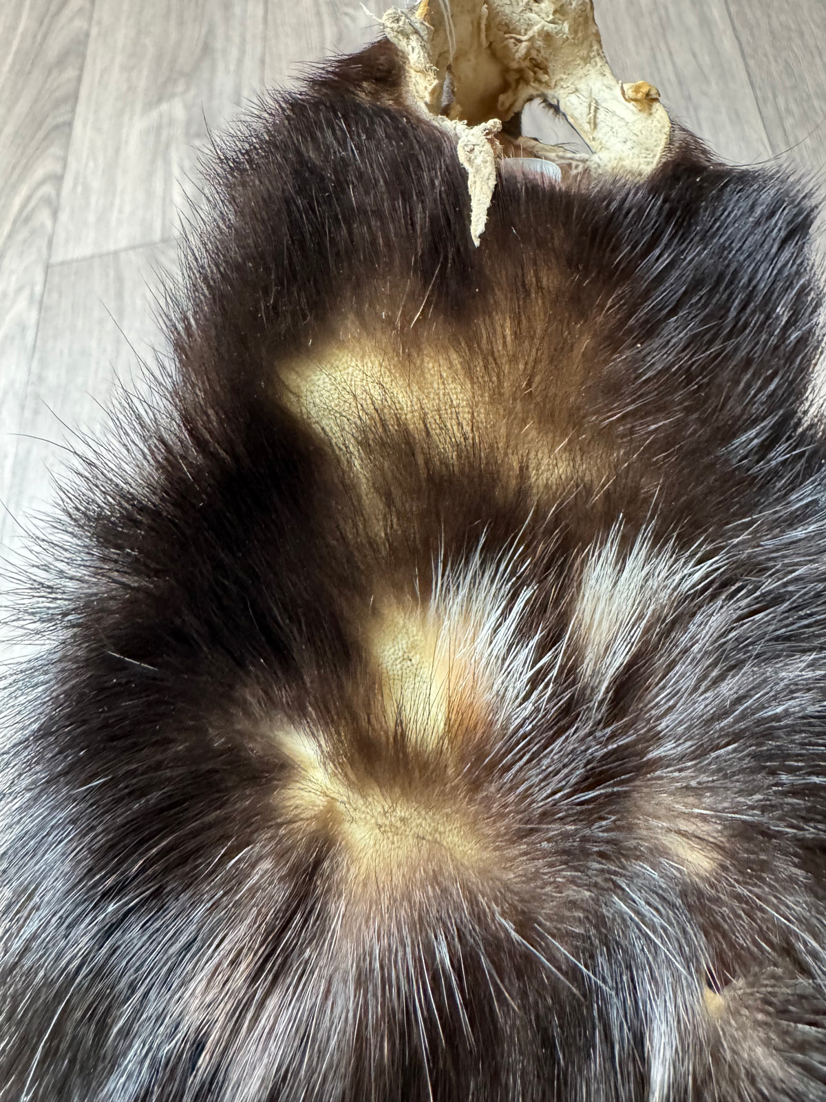 Skunk pelt (13)