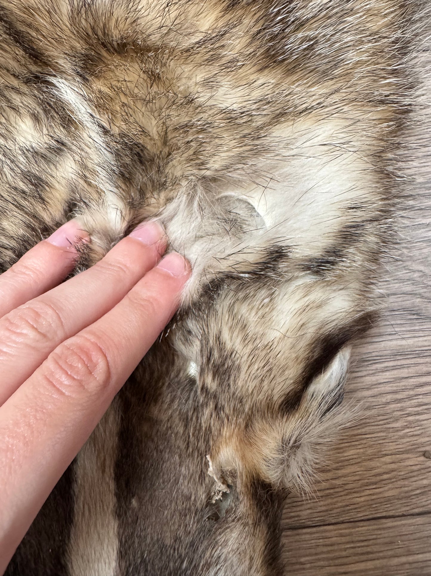 Female American badger mountable pelt