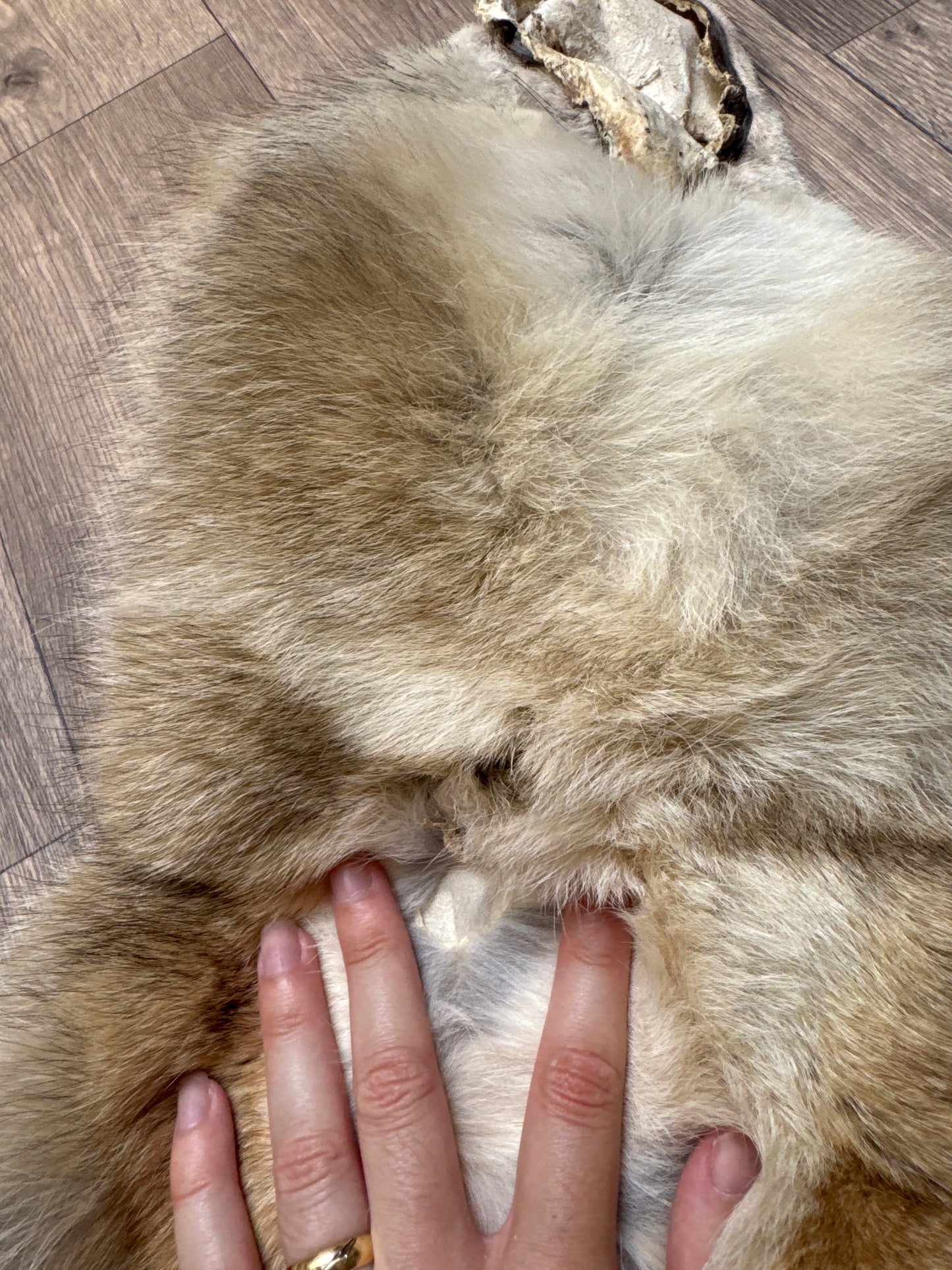 Female coyote mountable pelt (9)