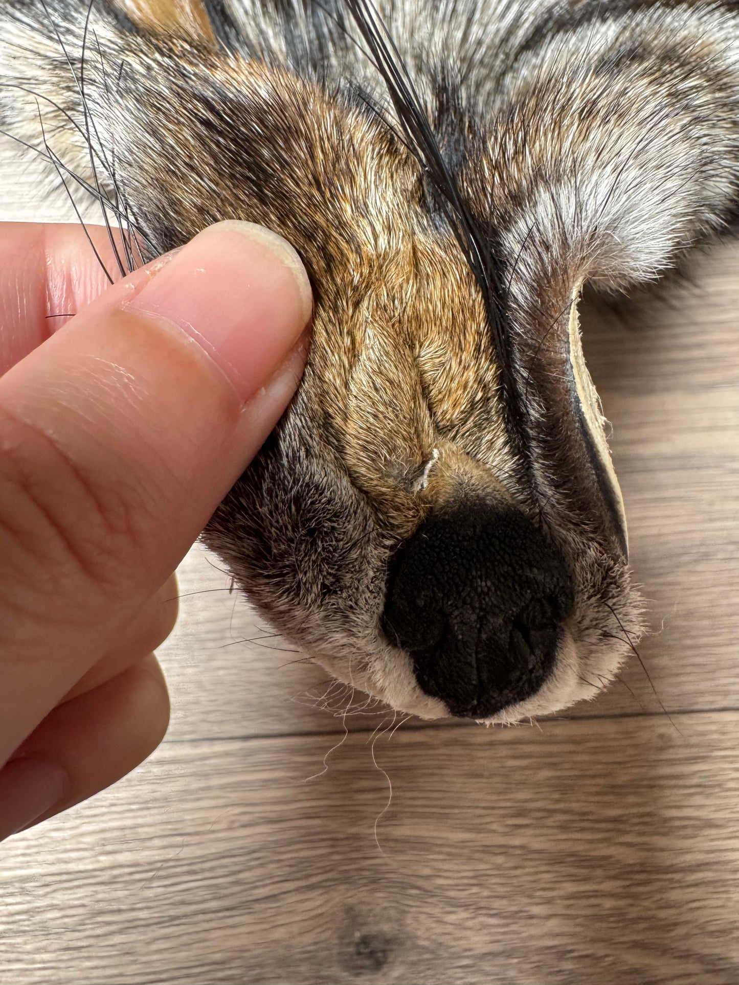 Smokey fox pelt (17)