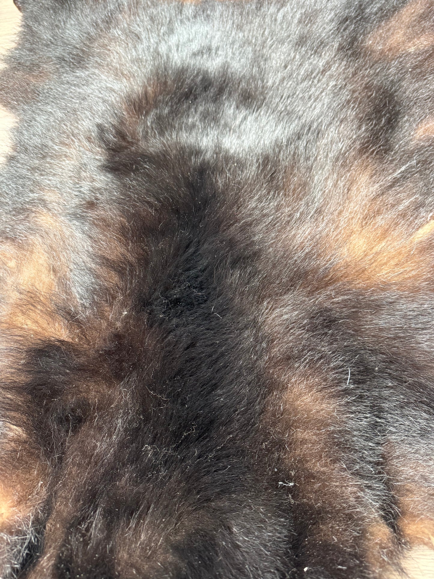 Black bear hide (1)