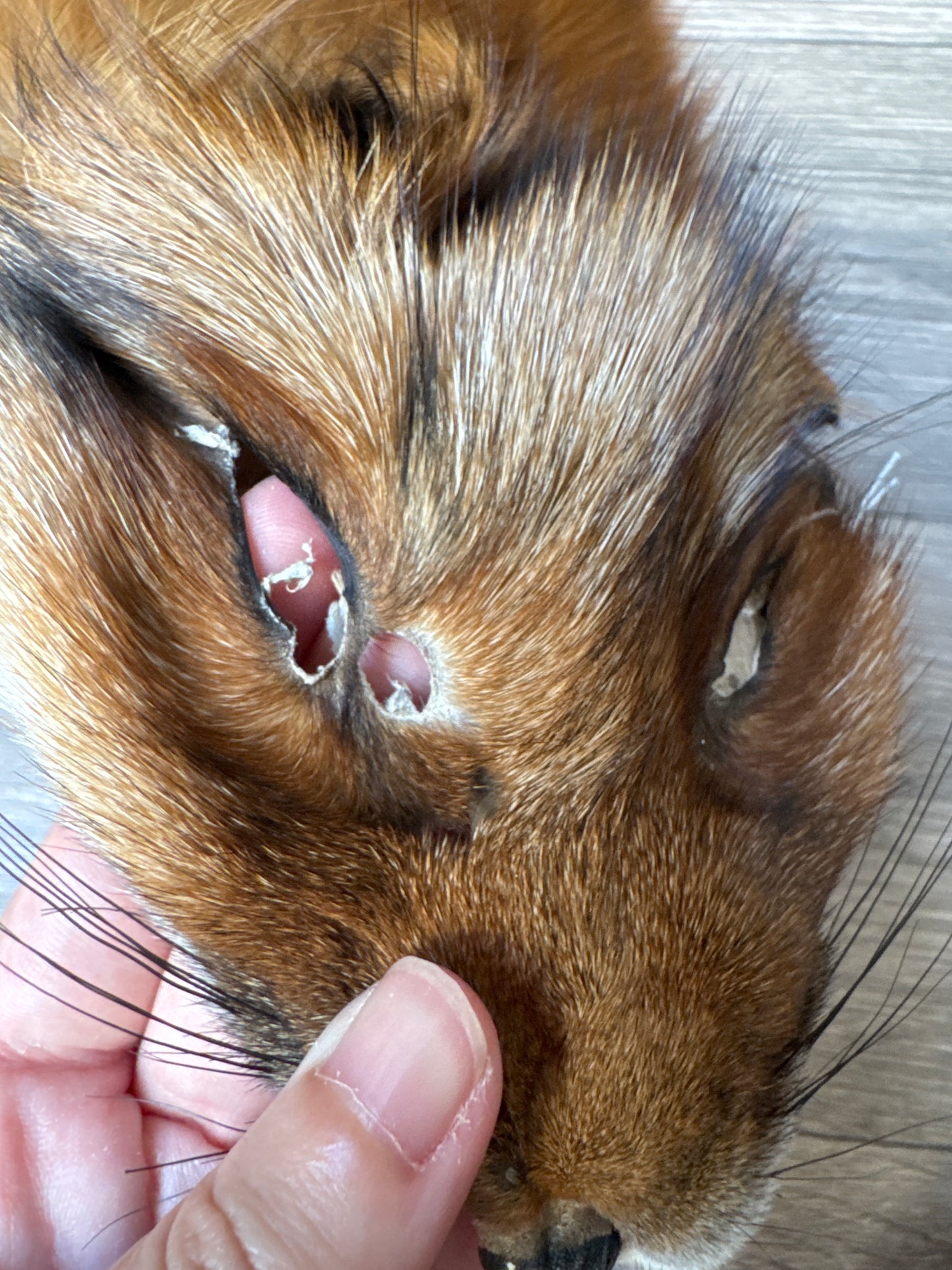 Gold fox pelt (48)