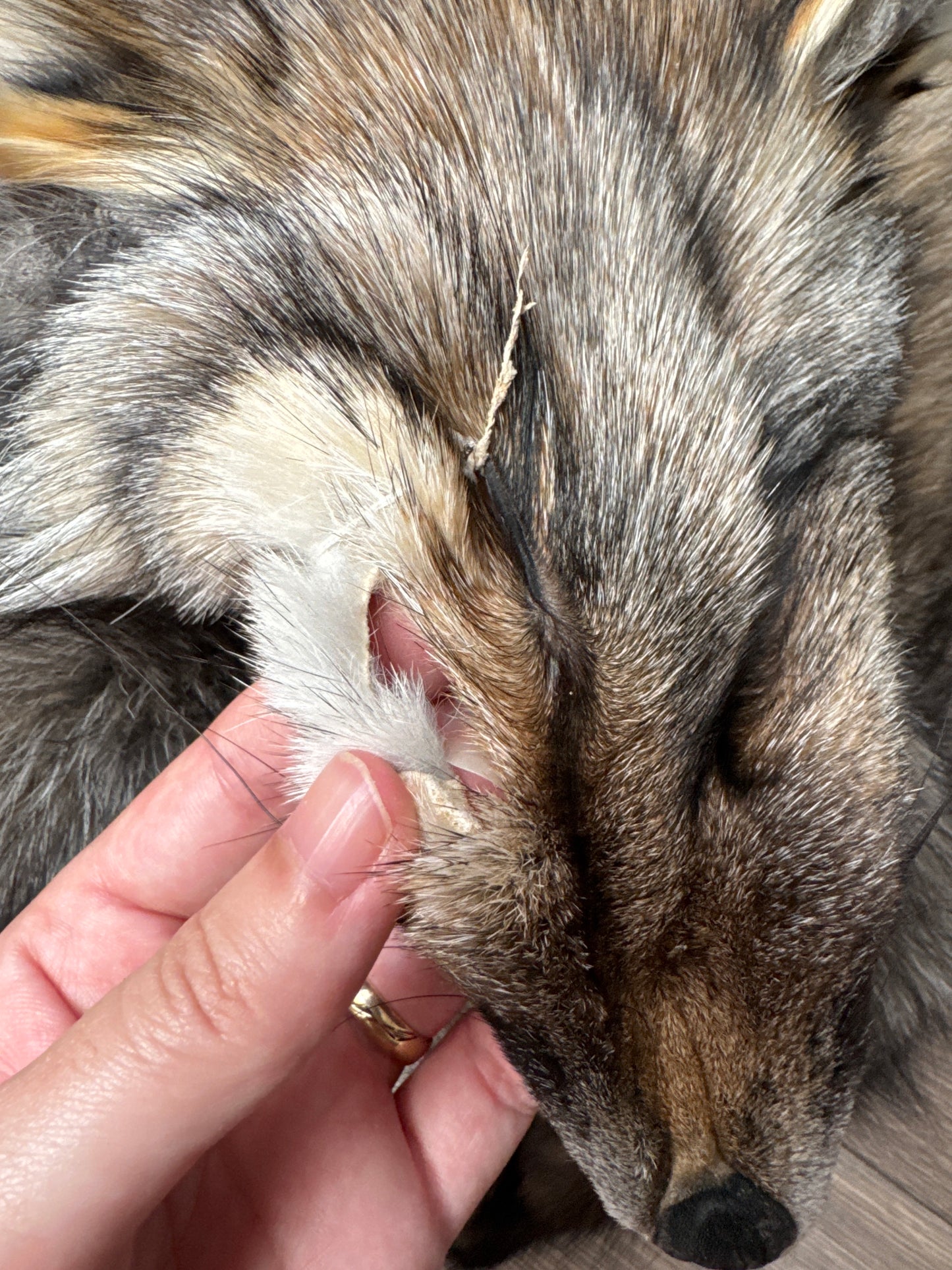 Smokey fox pelt (8)