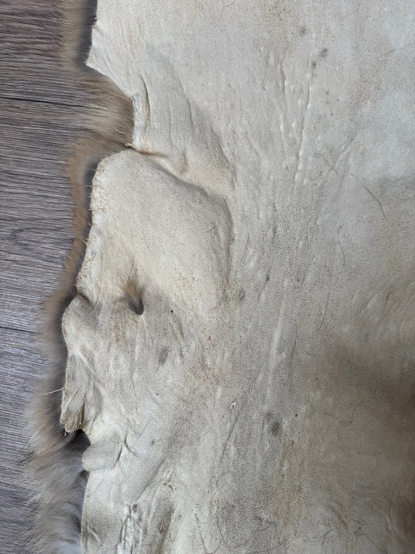 Coyote pelt (1)