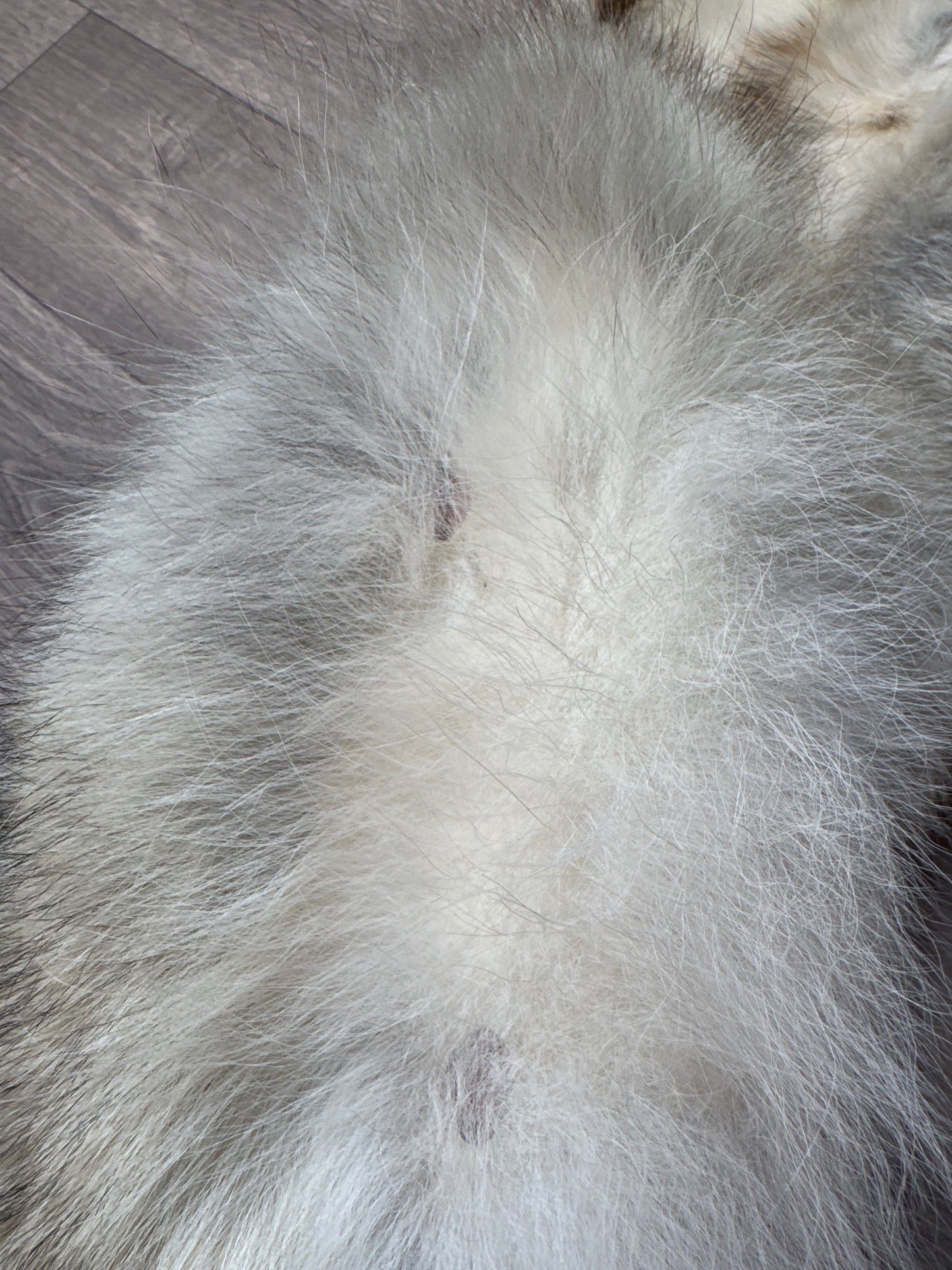 Male coyote mountable pelt (3)