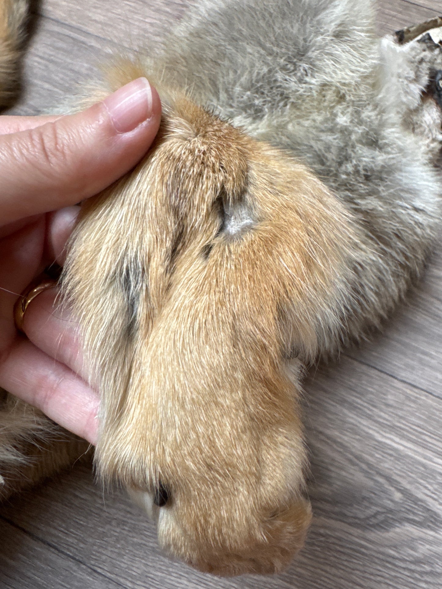 Male coyote mountable pelt (4)