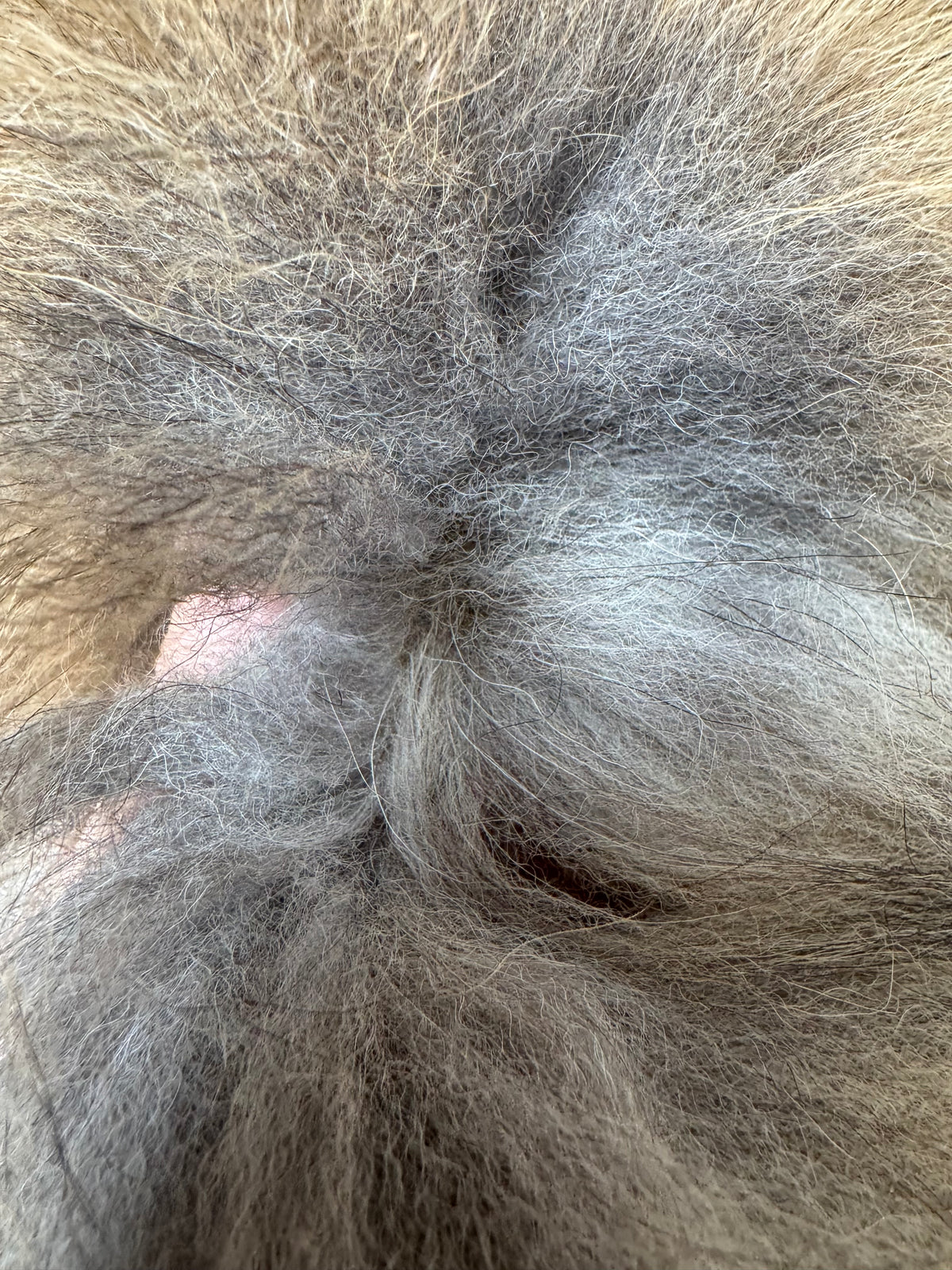Gold fox pelt (15)