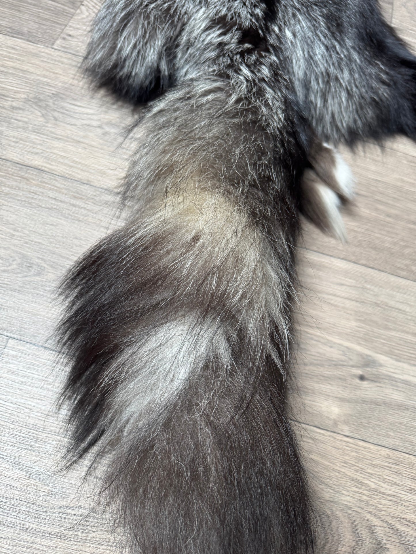 Silver fox pelt (22)