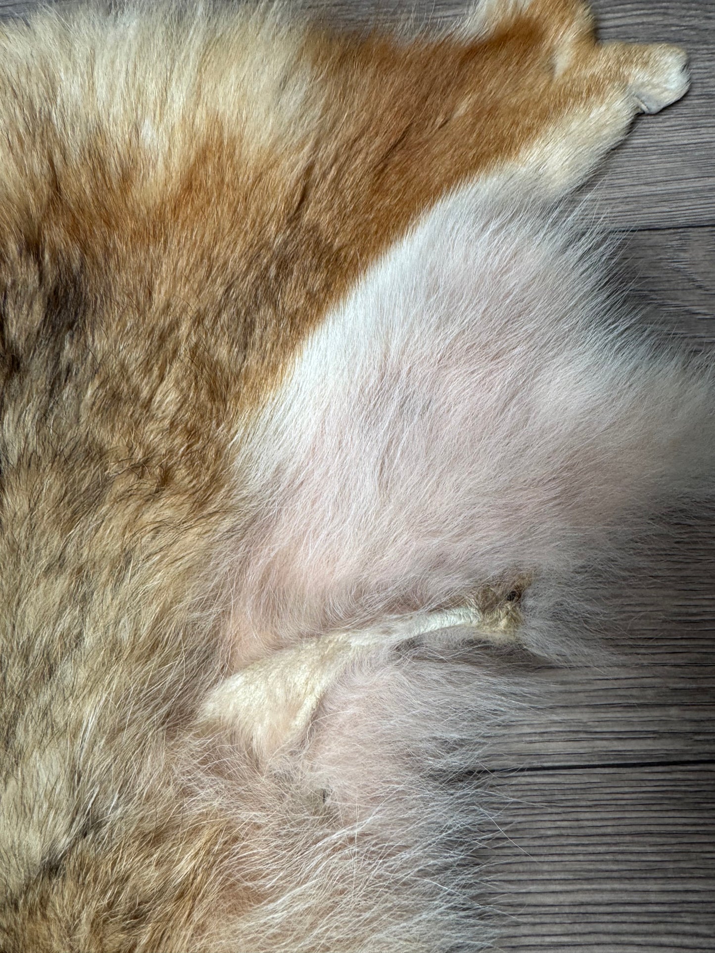 Coyote pelt (13)