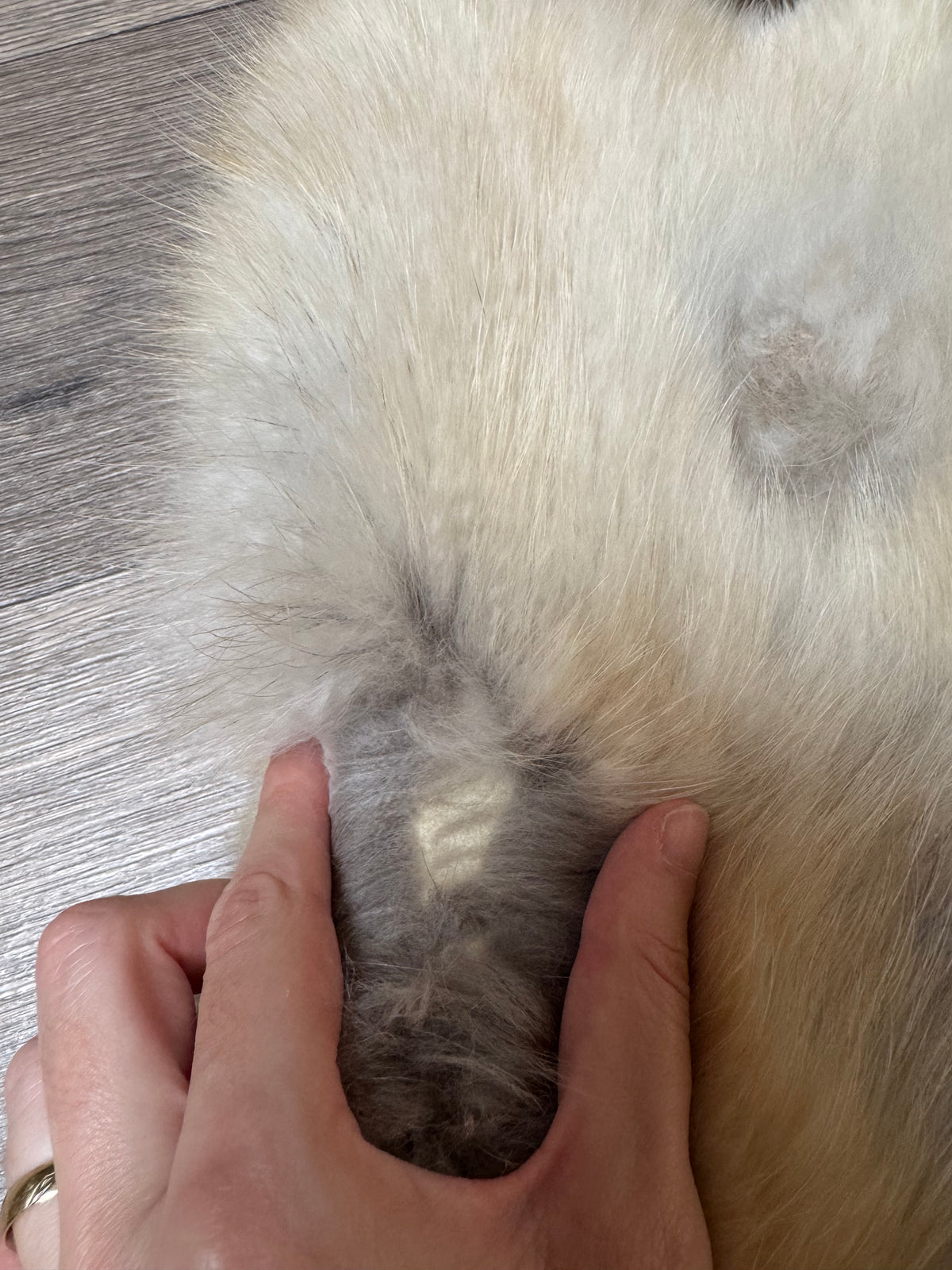 Arctic tanuki pelt (3)