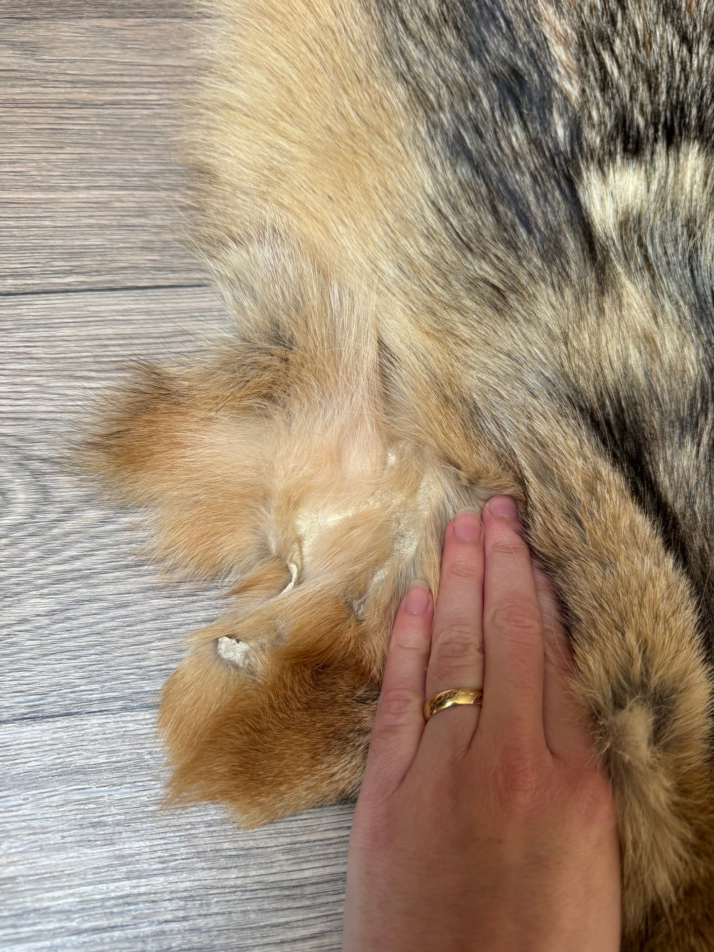 Coyote pelt (1)