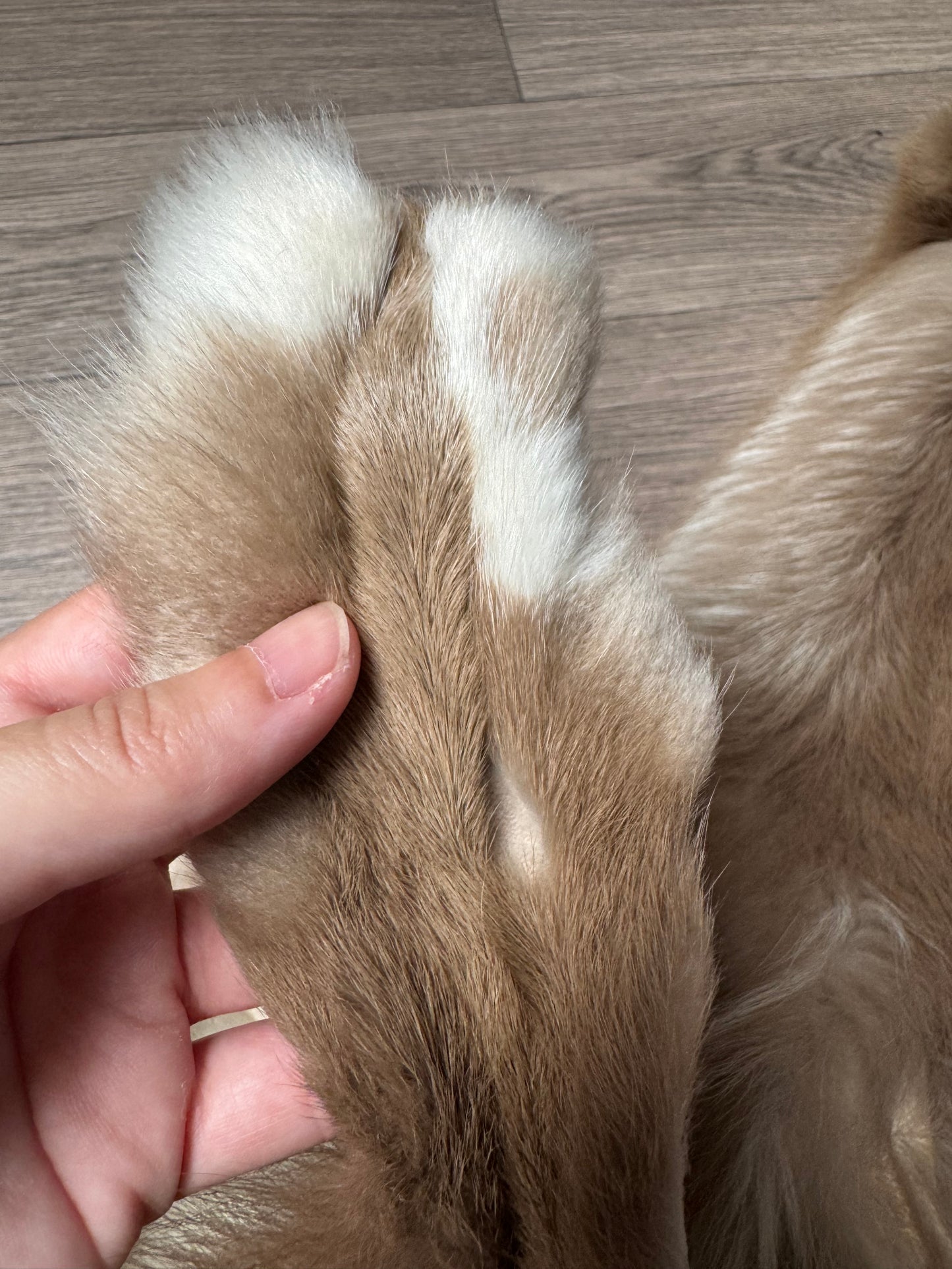 Amber fox pelt (5)