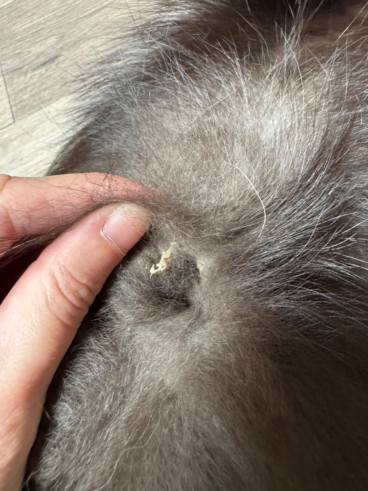 Silver fox pelt (17)